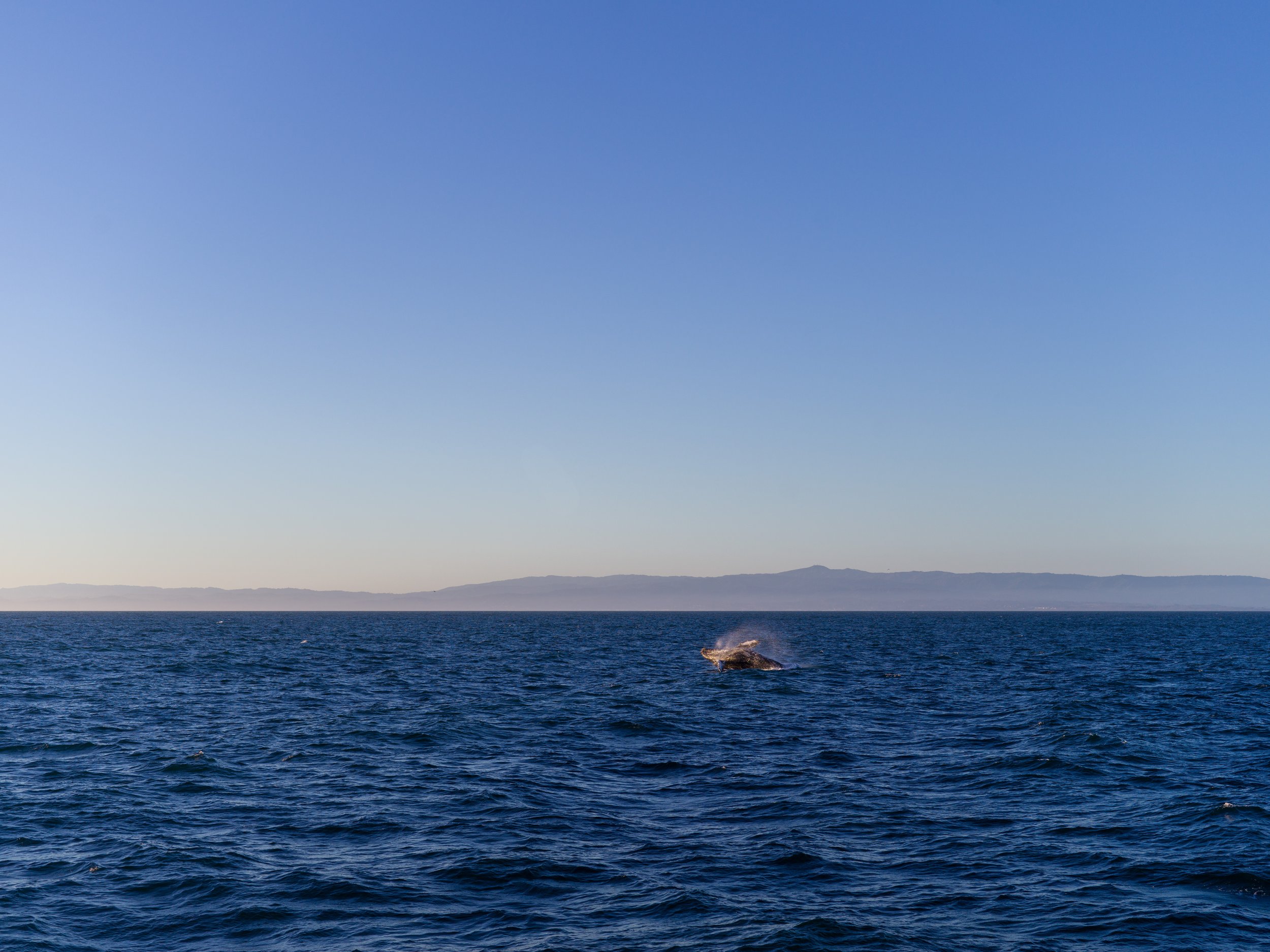 Monterey Bay Whale