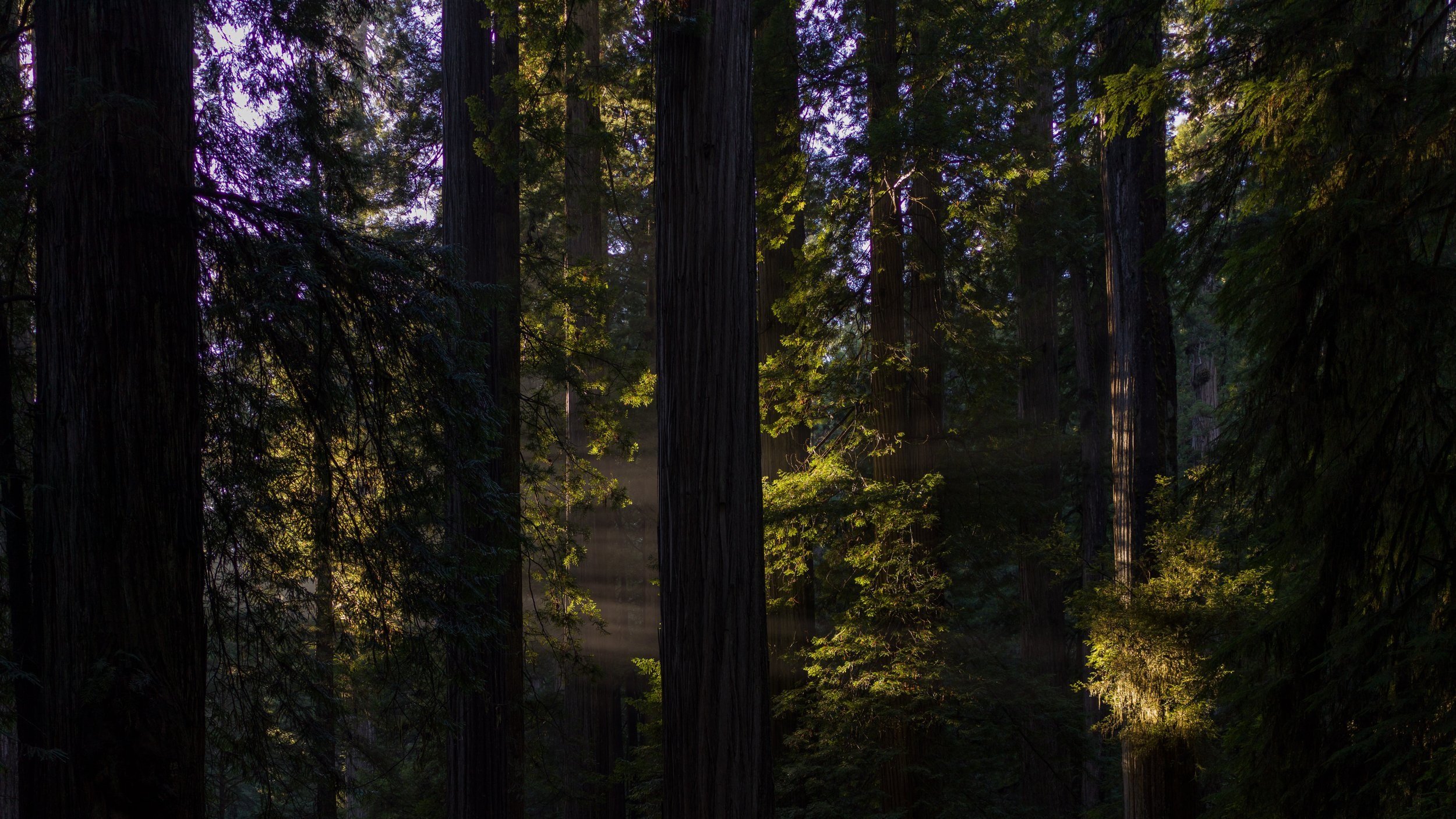 Jedediah Smith Redwood State Park