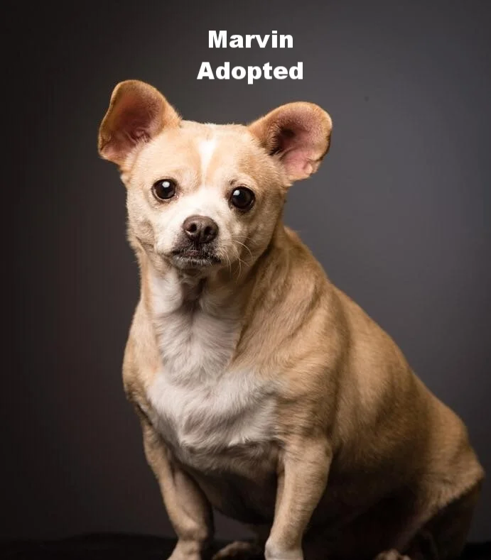 ADOPTED!