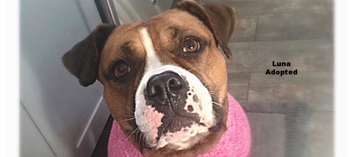 ADOPTED!
