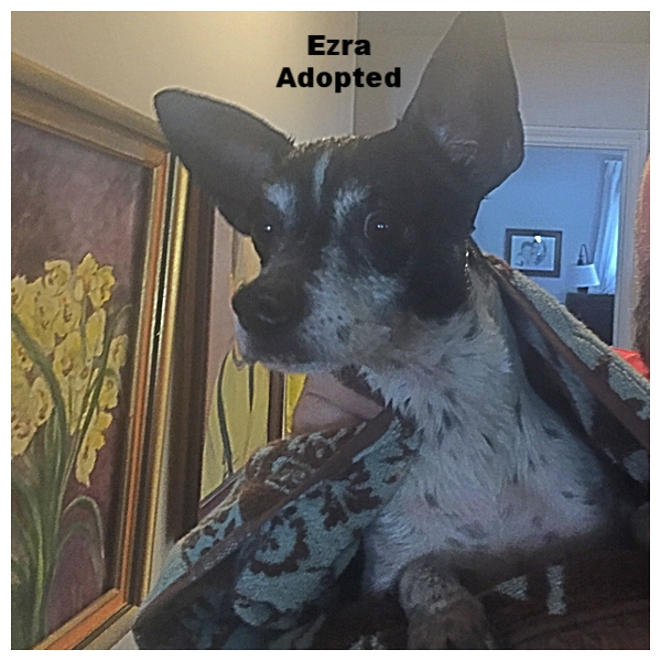ADOPTED!