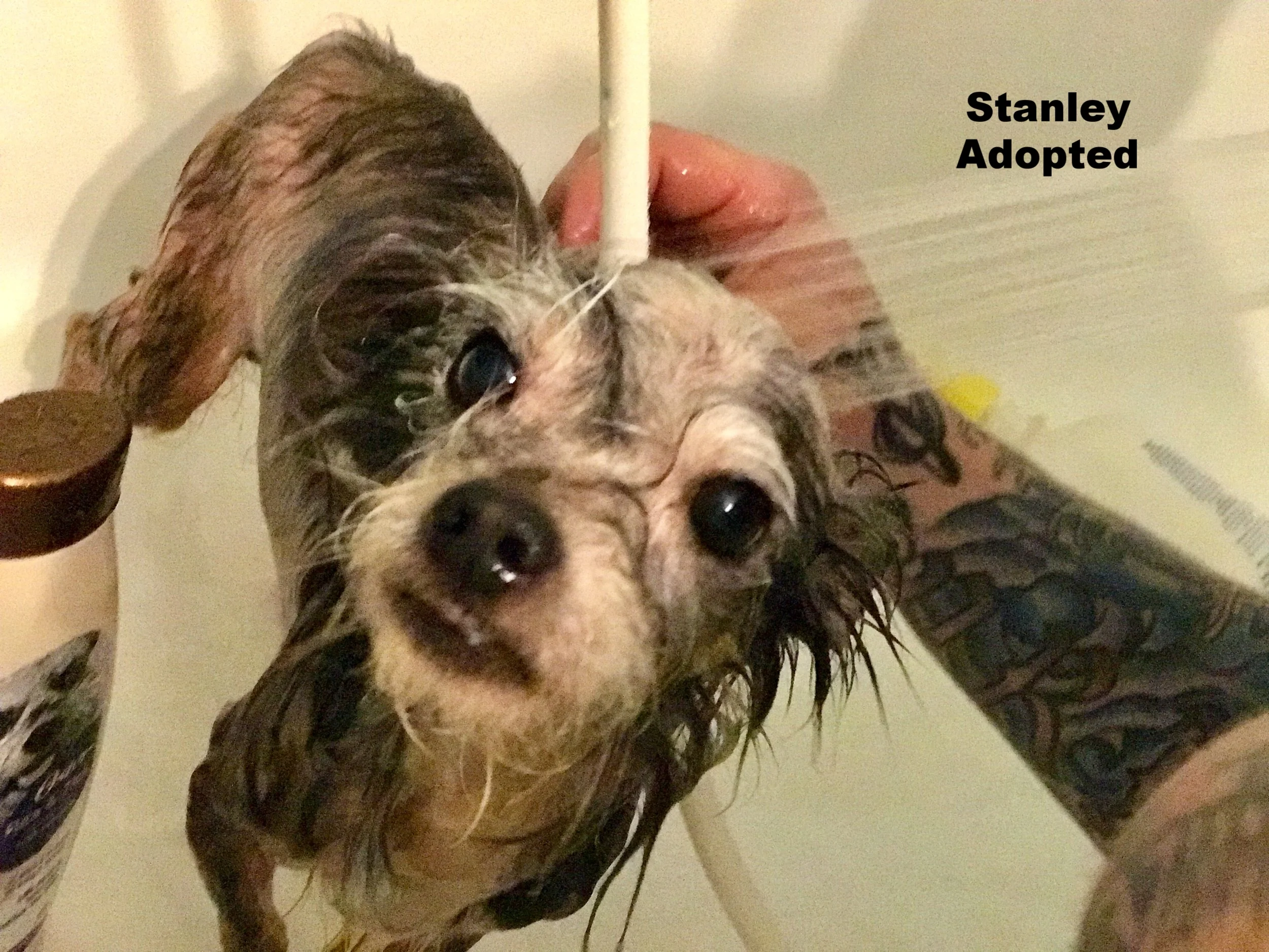 ADOPTED!