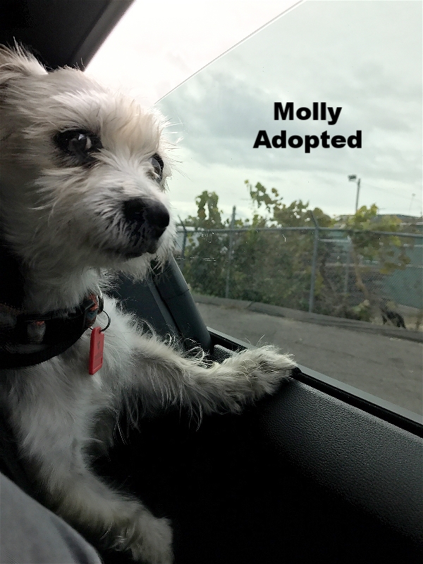 ADOPTED!