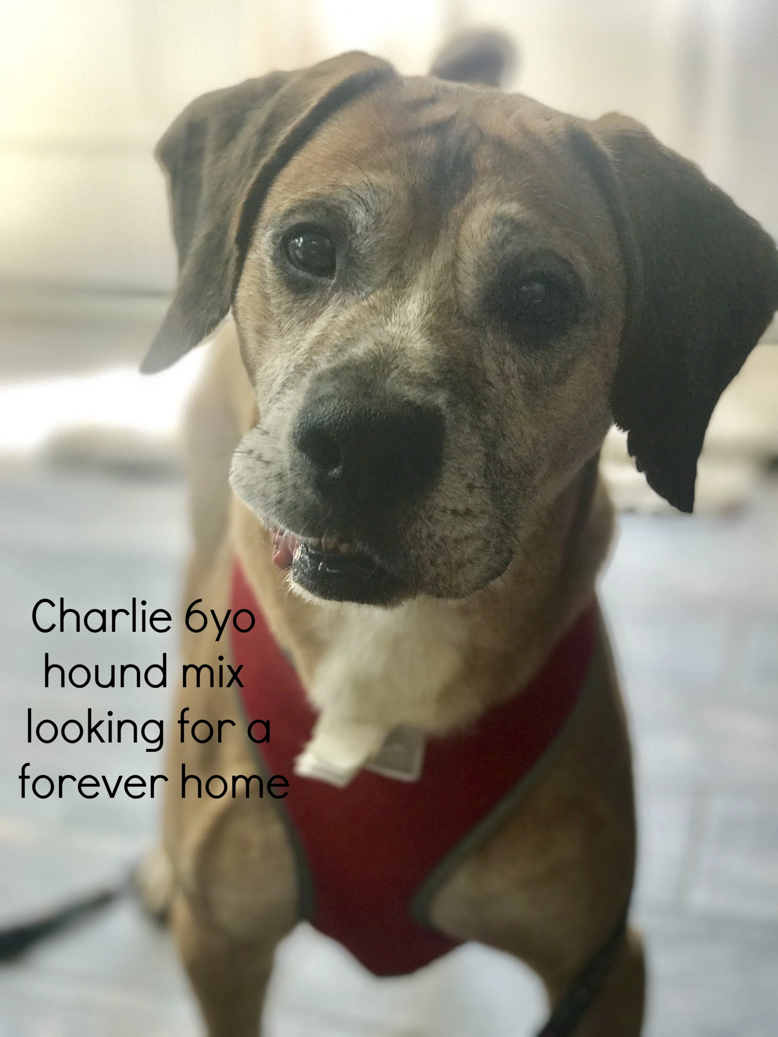 ADOPTED!