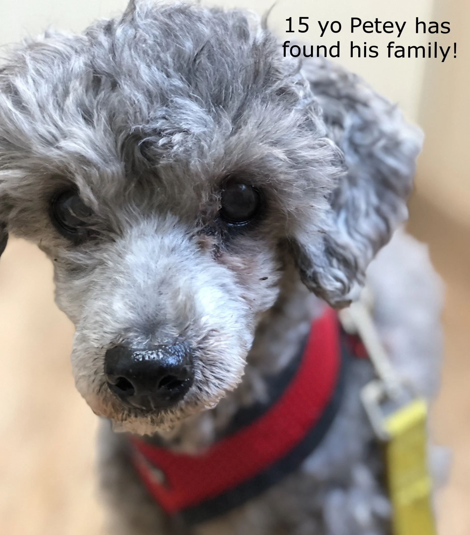ADOPTED!