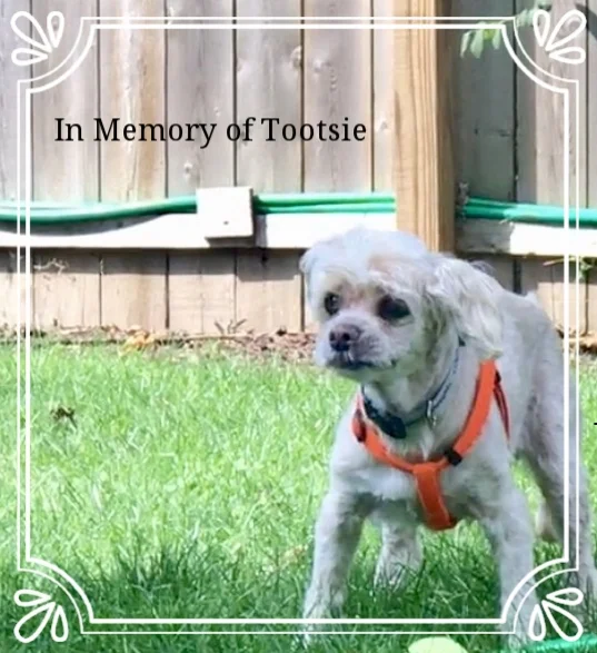 Tootsie is our 17yo poodle in hospice care