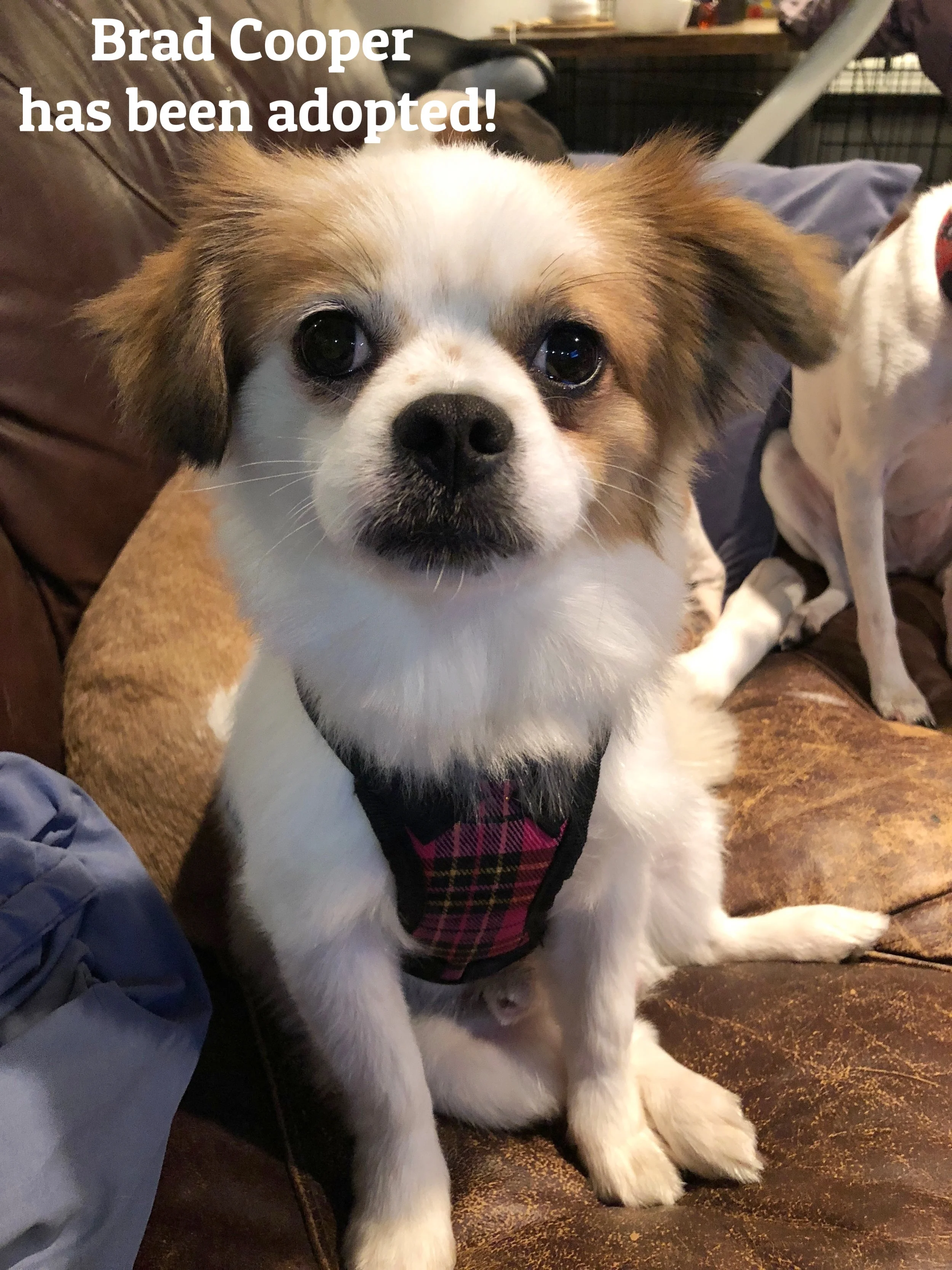 ADOPTED!