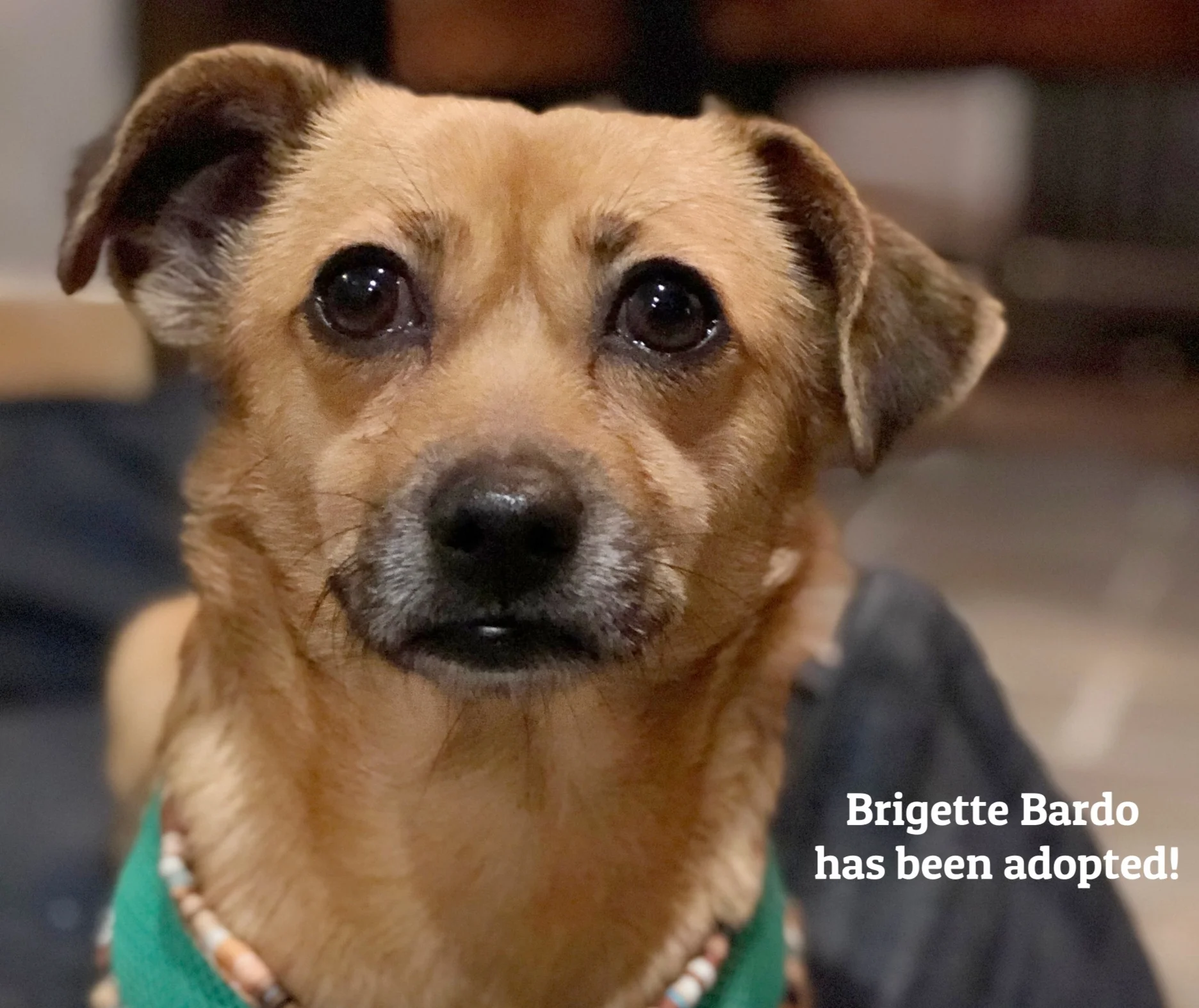 ADOPTED!