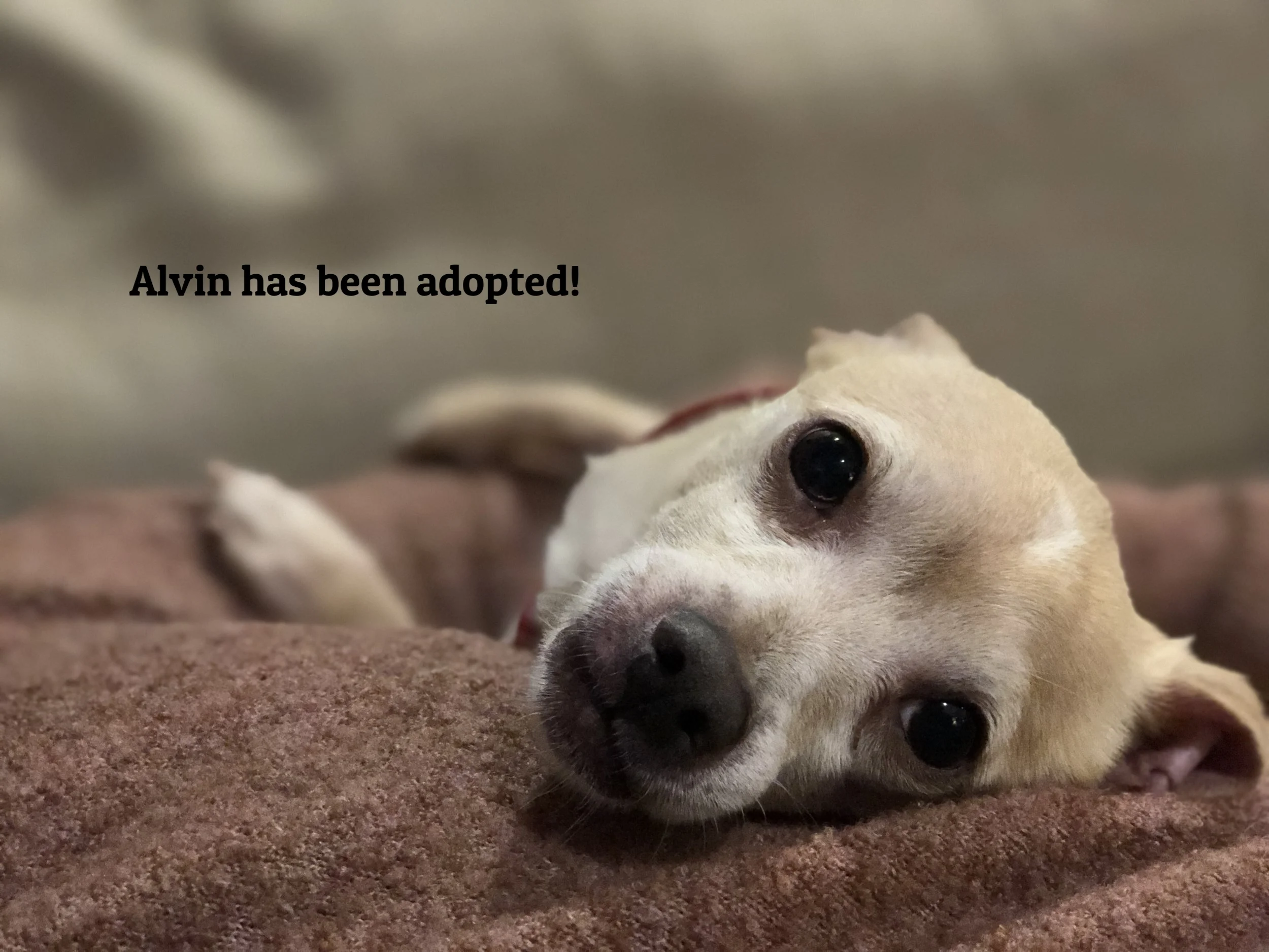 ADOPTED!