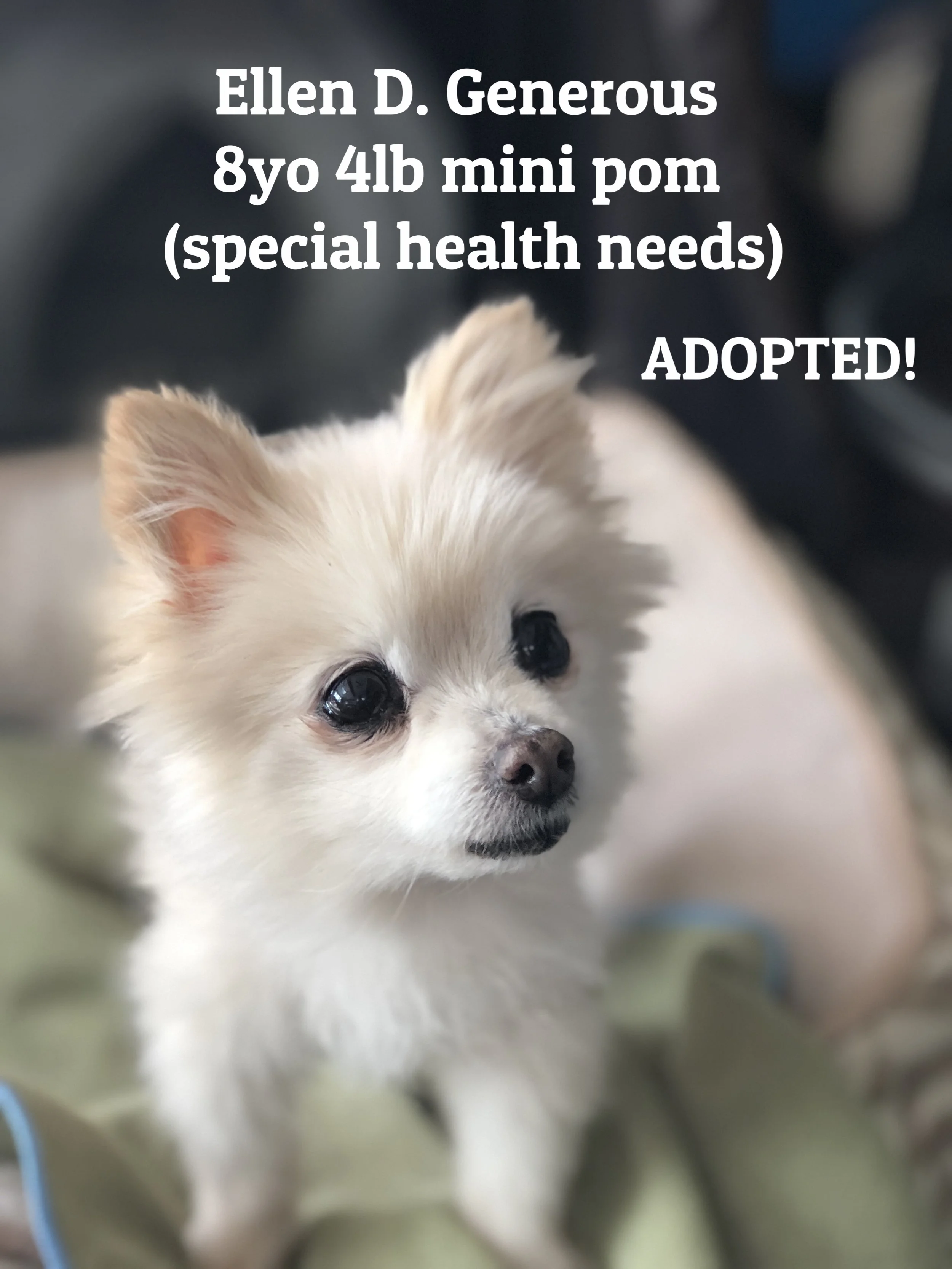 Ellen D. Generous has found her forever home!