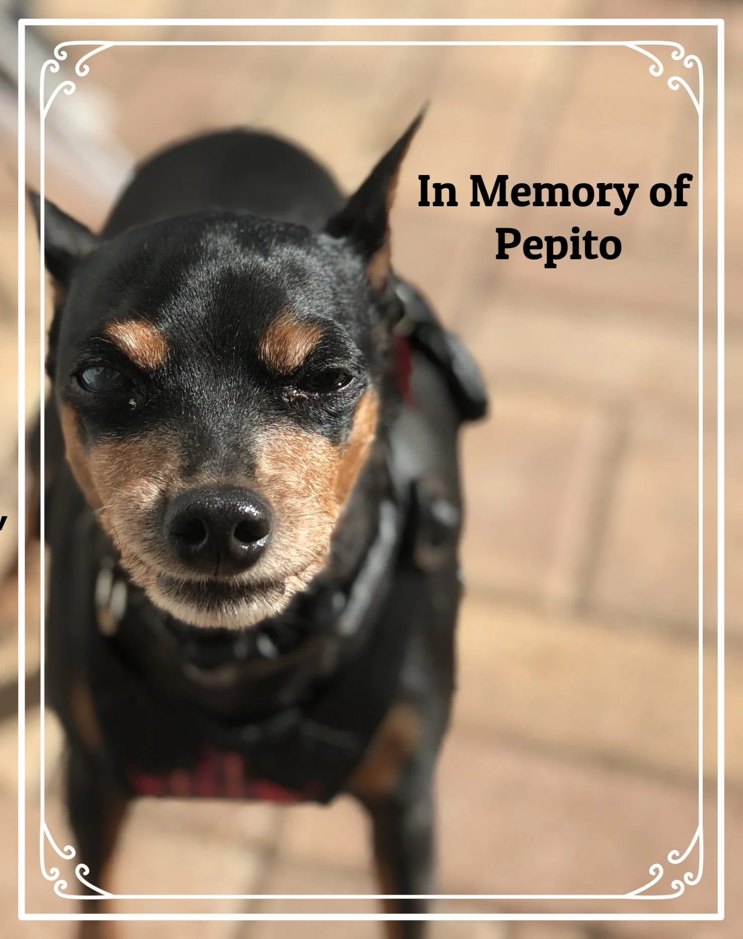 Pepito 10yo Min Pin