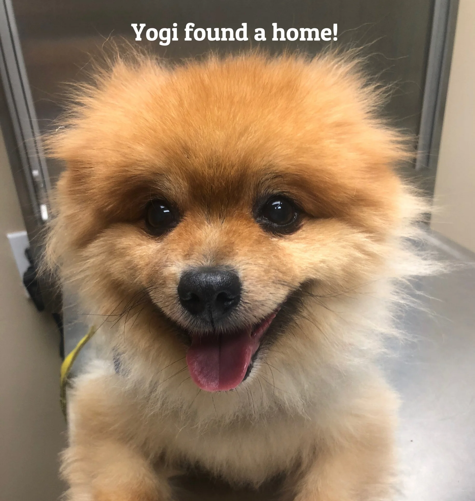 ADOPTED!