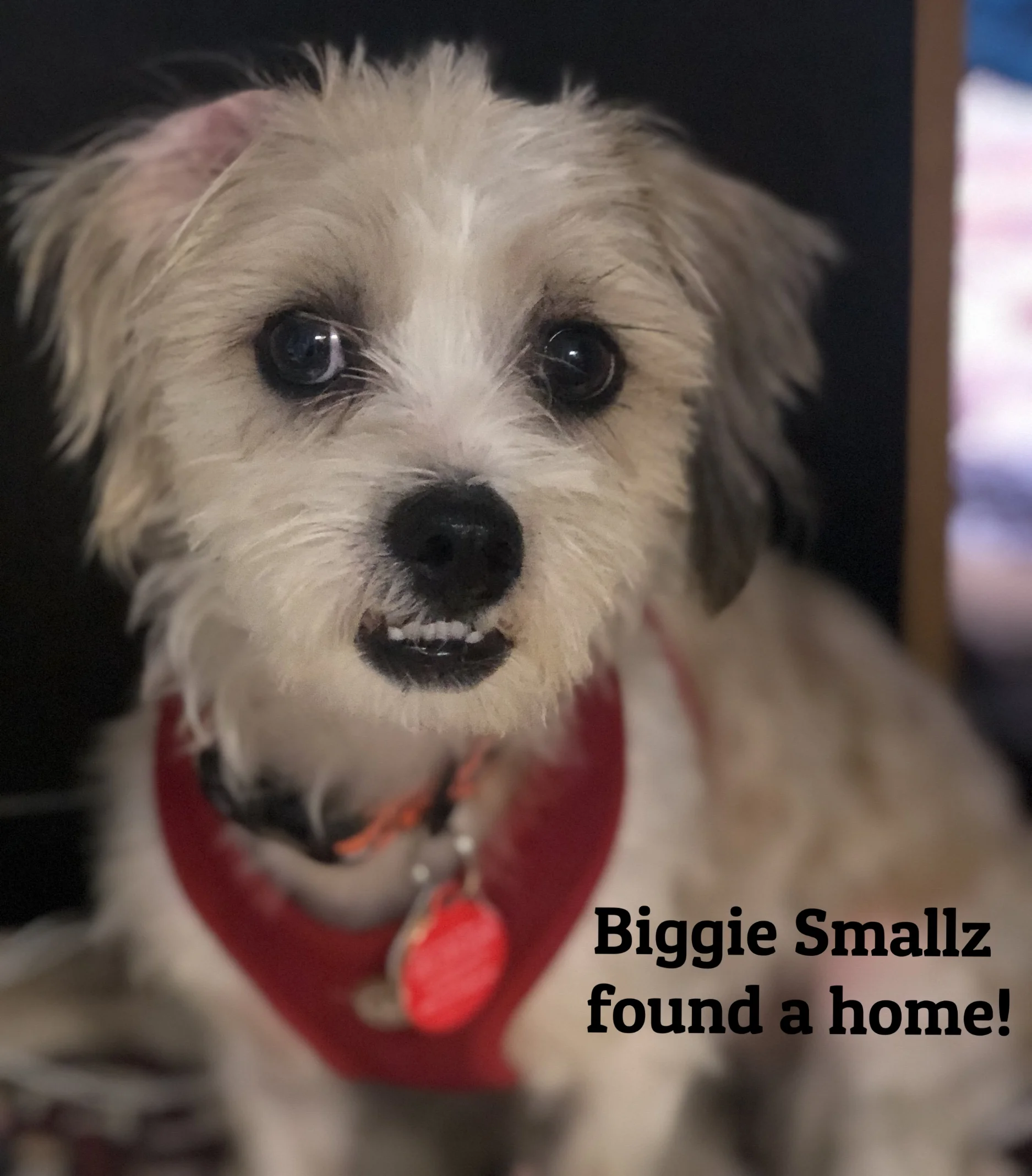 ADOPTED!