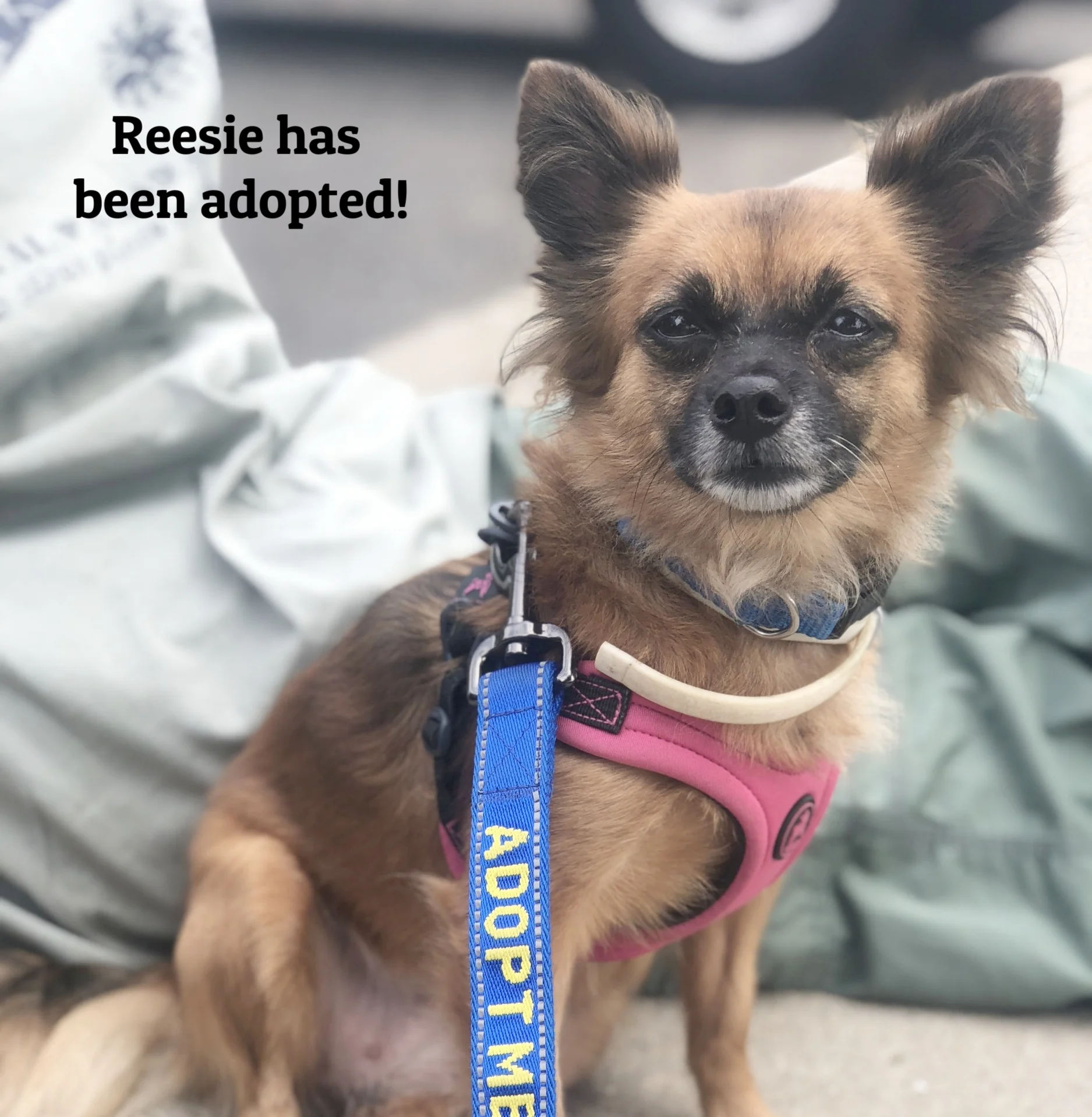 Reesie,8yo 9lb papichi, is adopted!