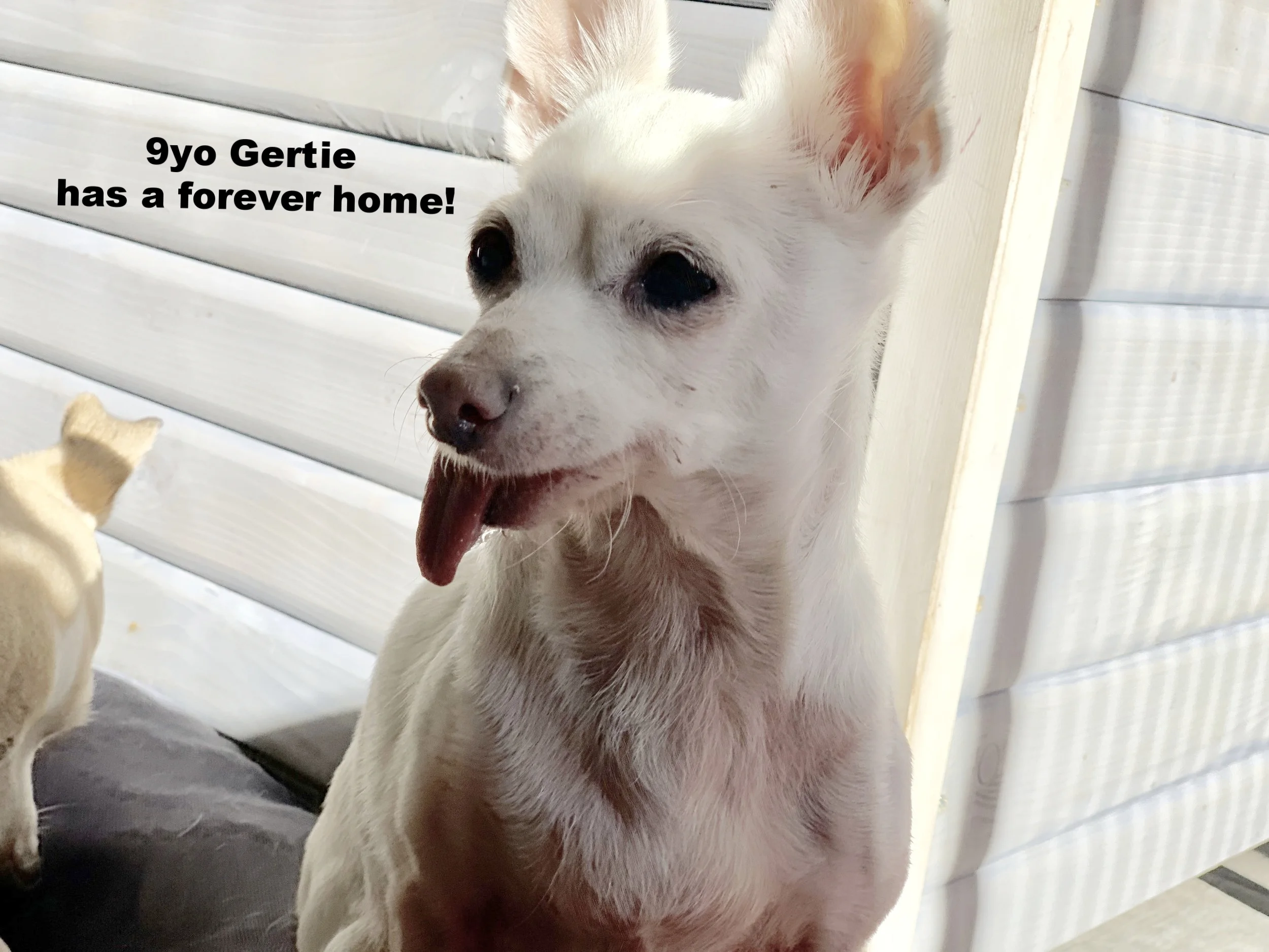 ADOPTED!