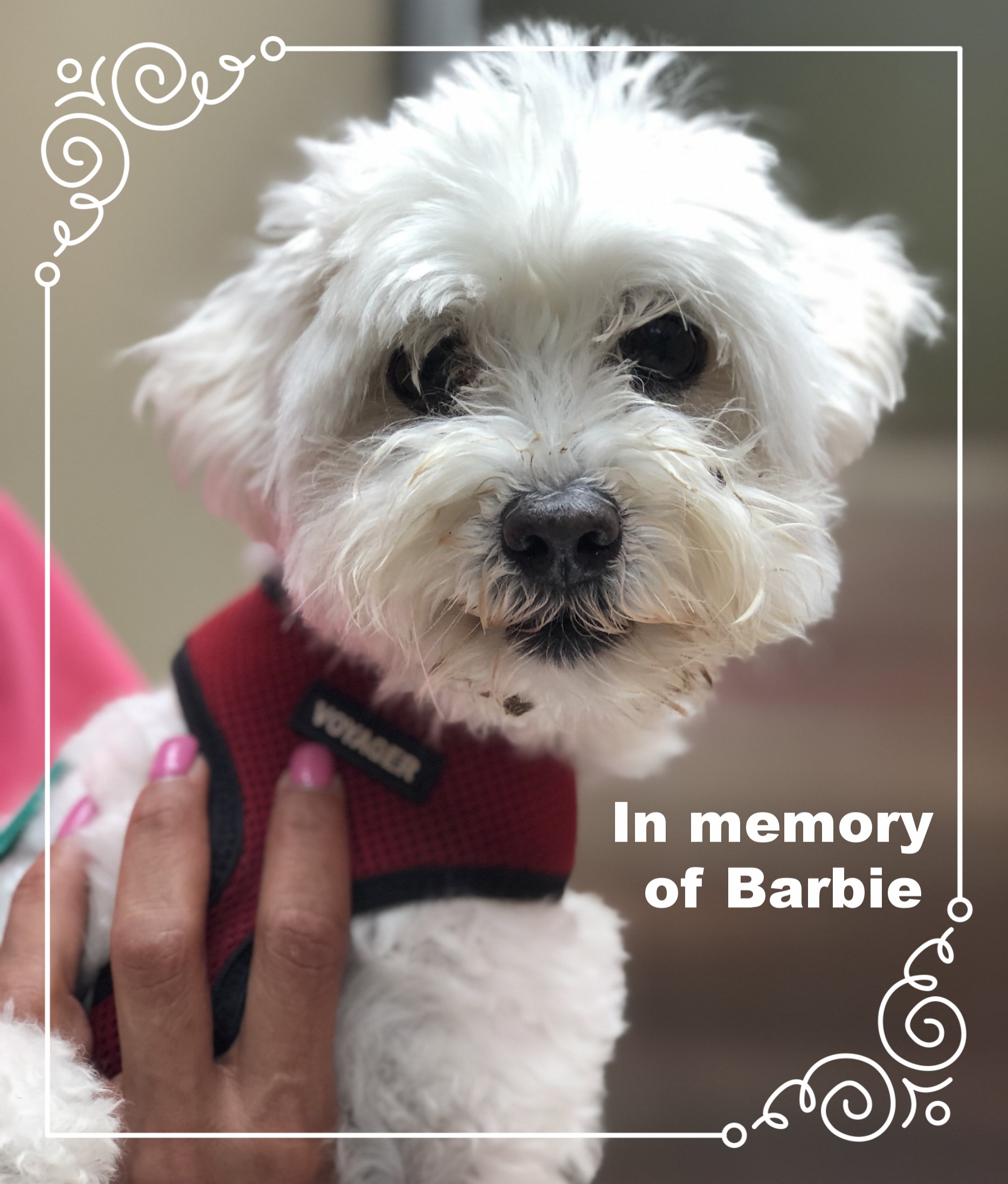 Barb 10yo 8lb maltipoo