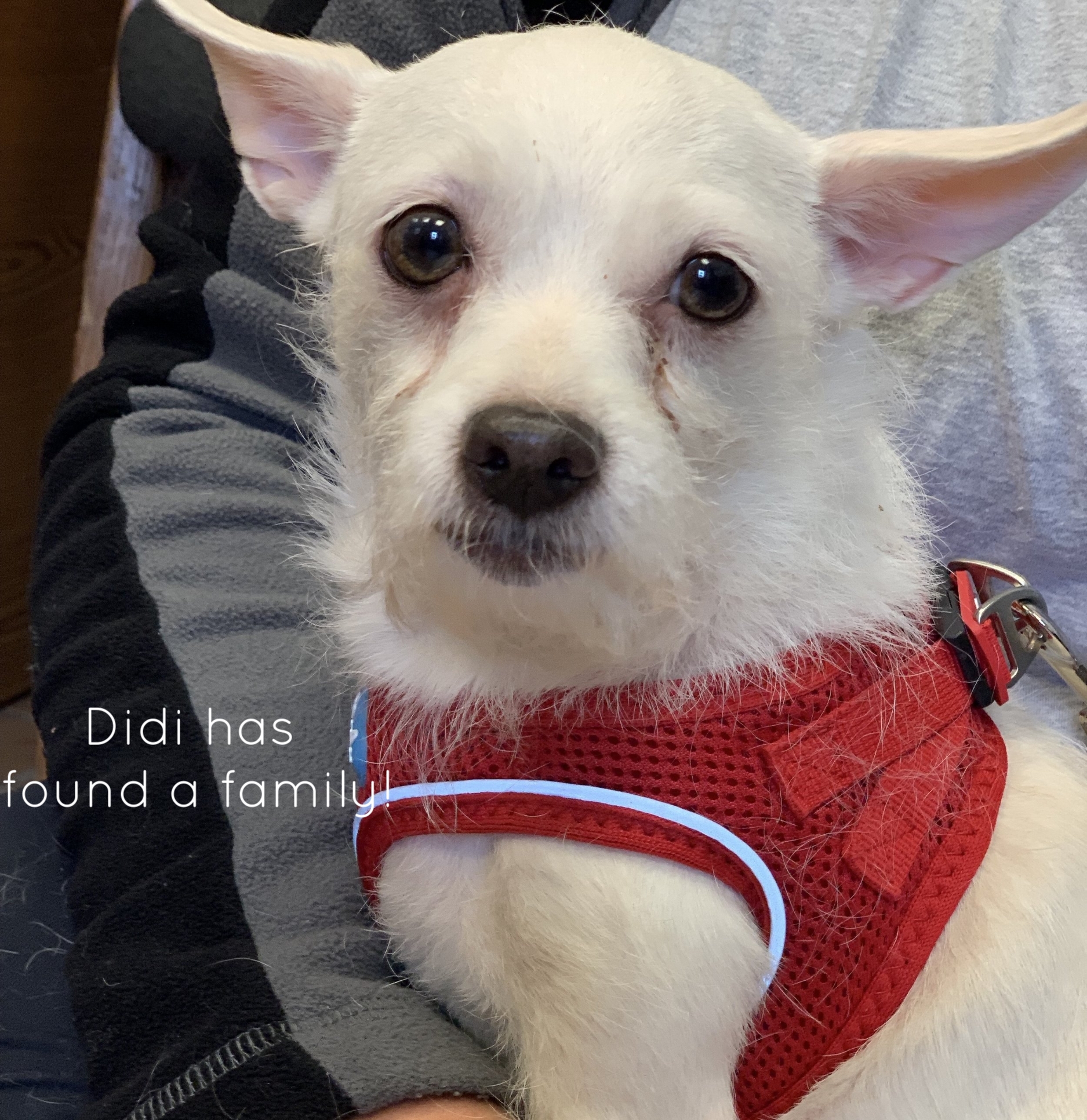 ADOPTED!