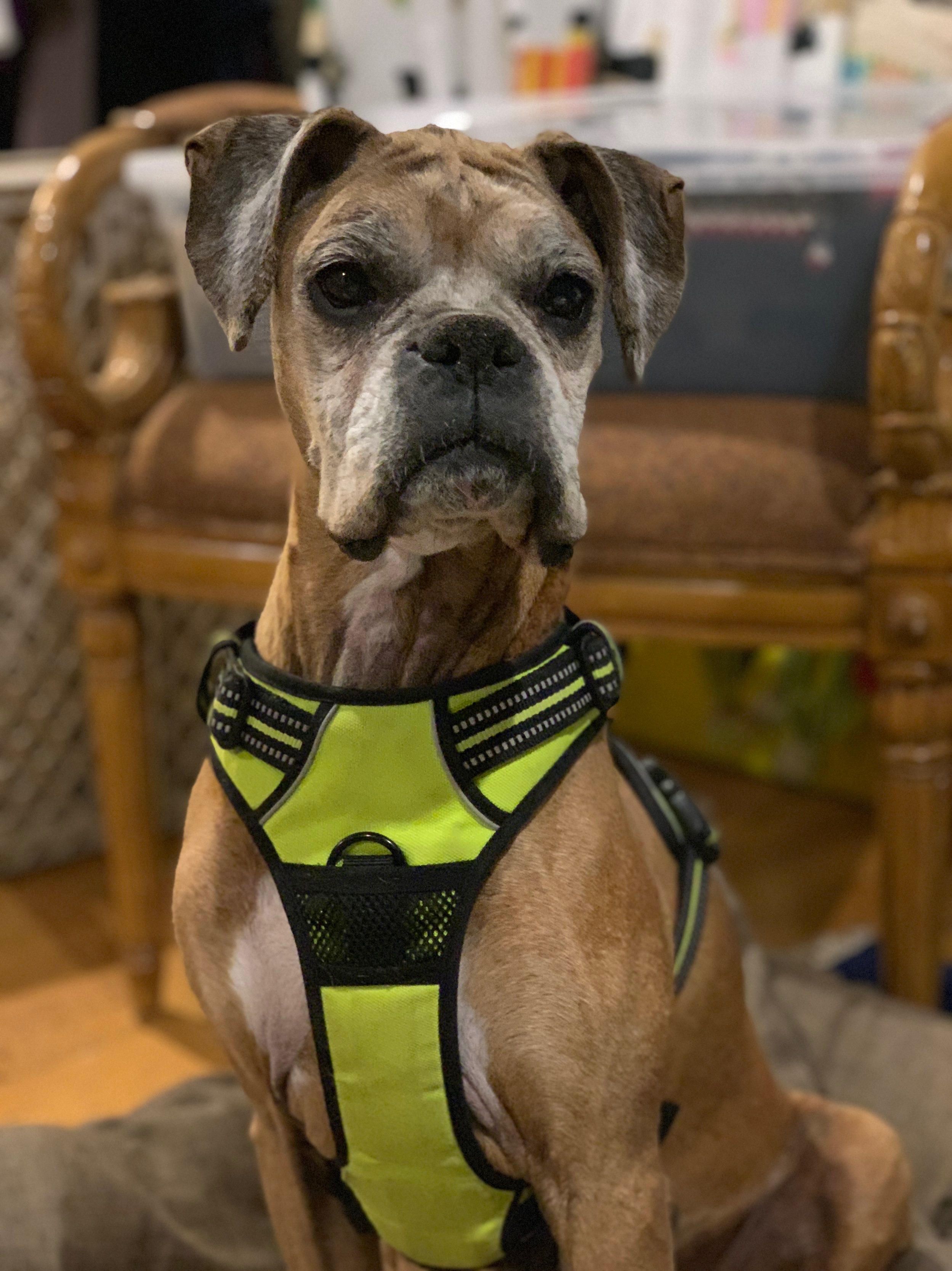 8yo Boxer Rachel is ADOPTED!
