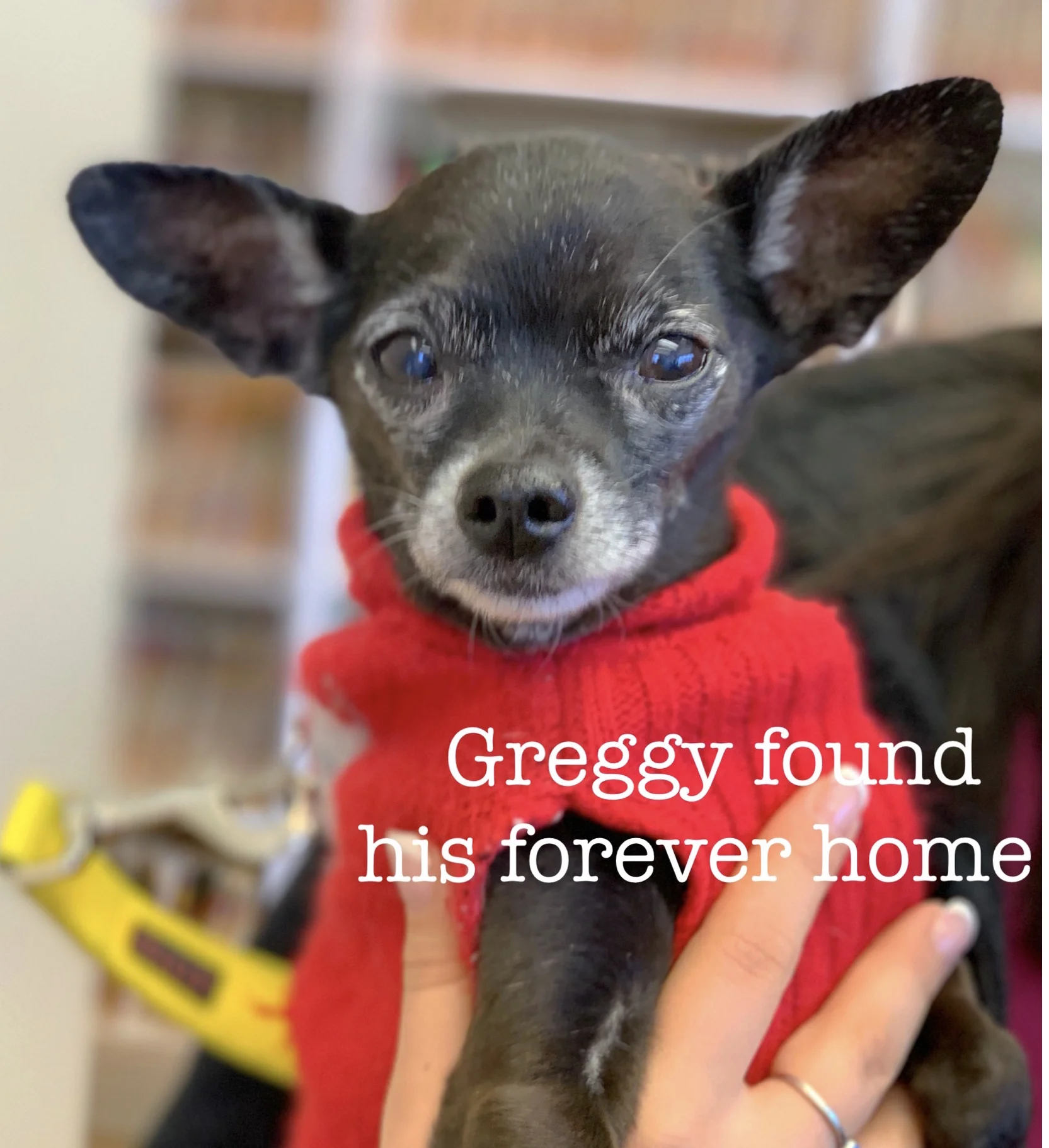 ADOPTED!