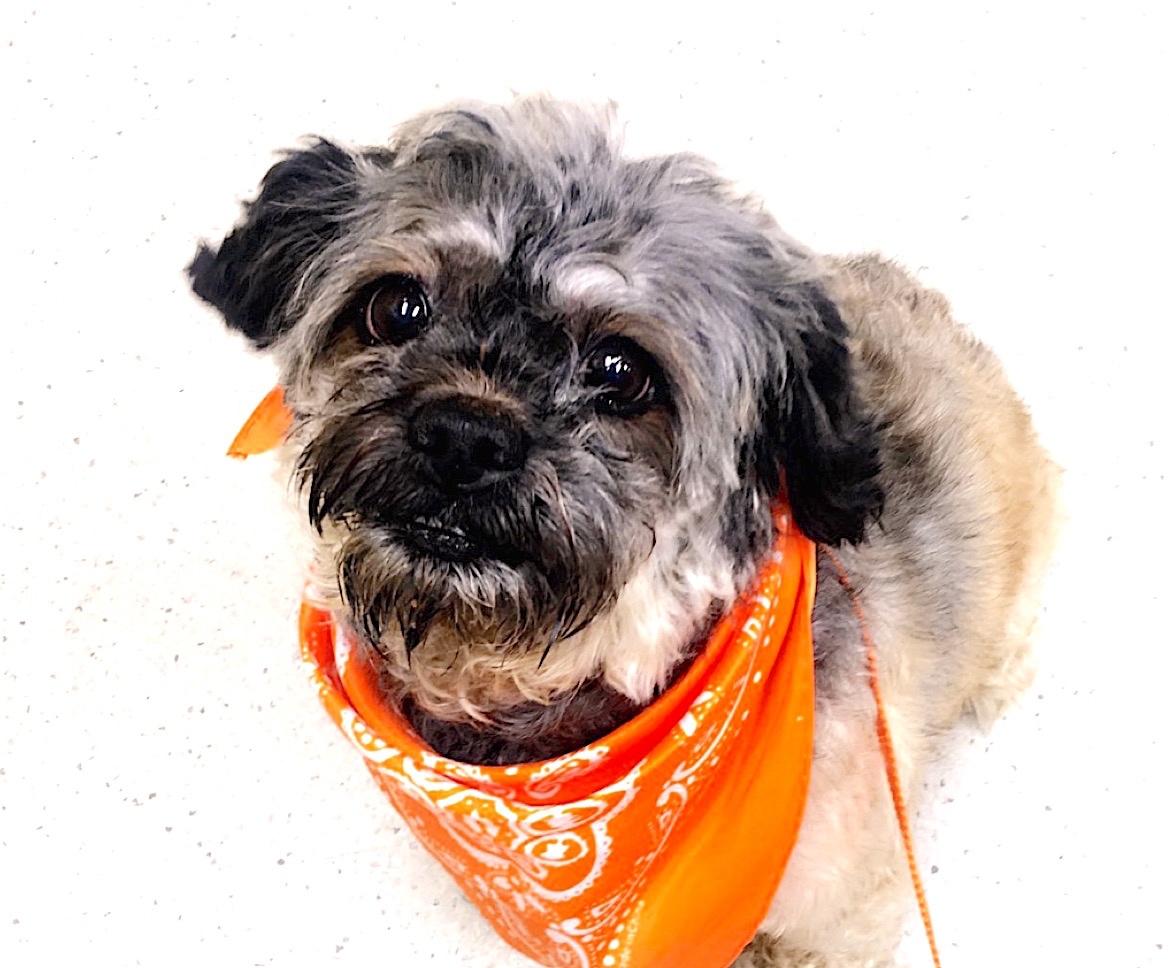 LaLa is ADOPTED!