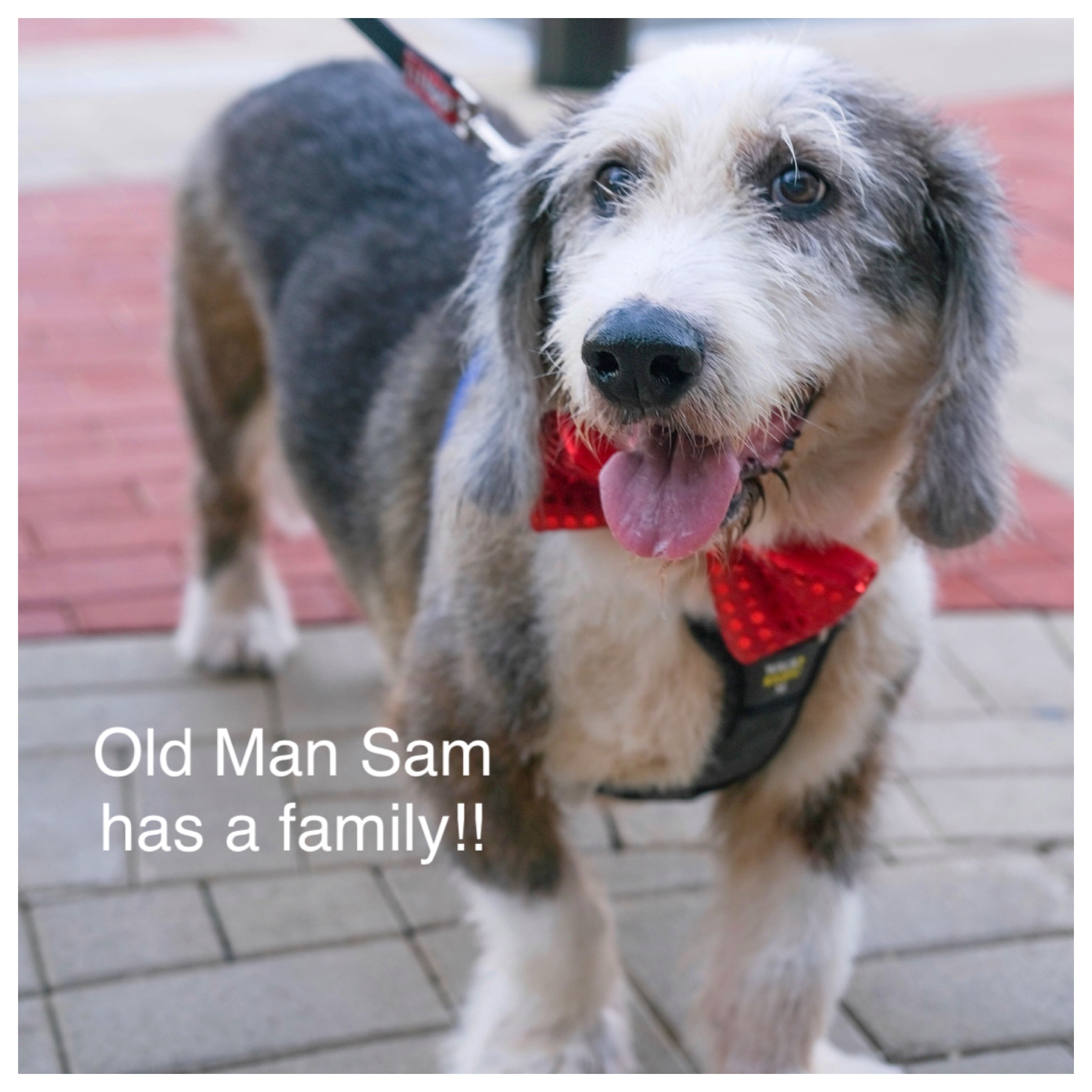 ADOPTED!