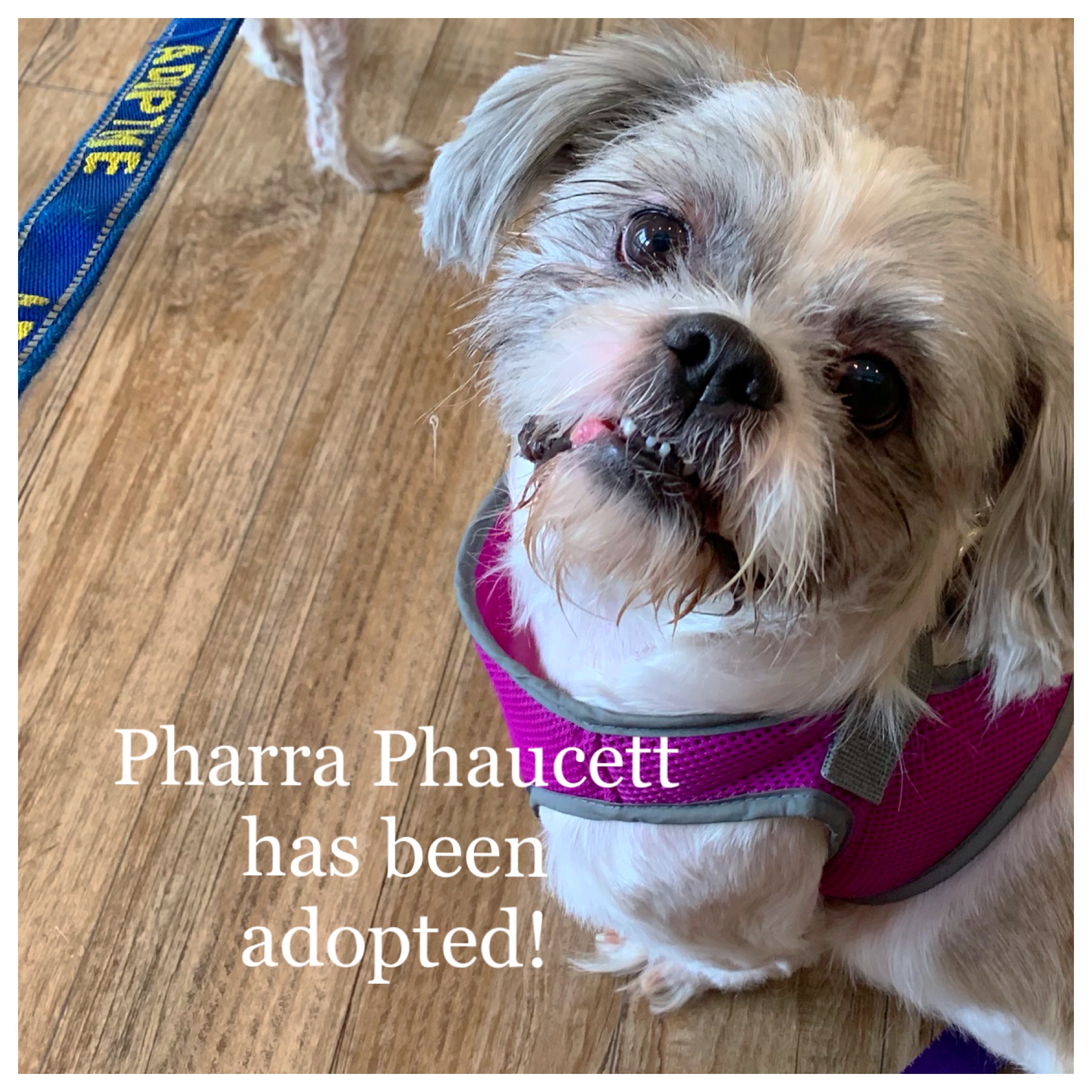 ADOPTED!!!