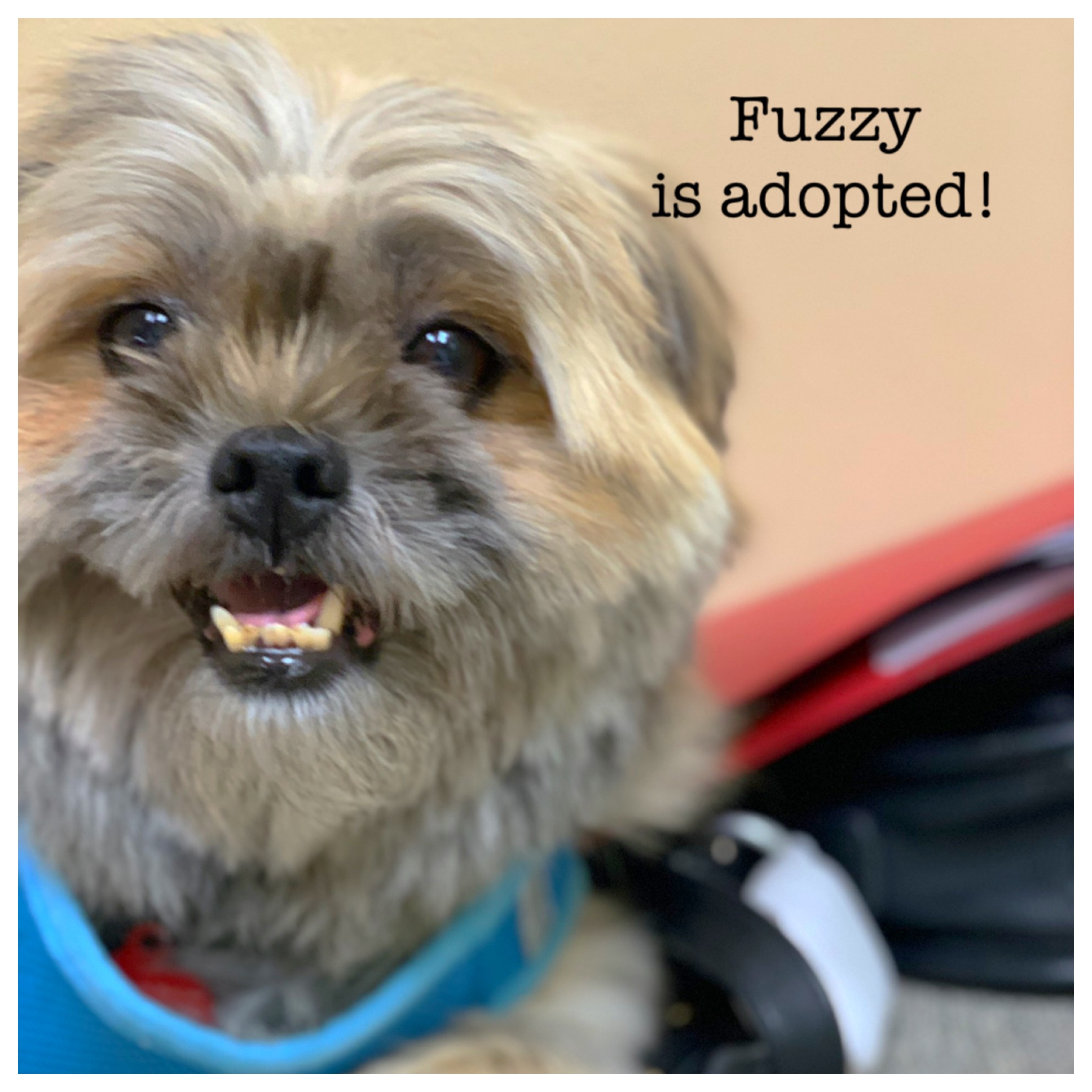 ADOPTED!!