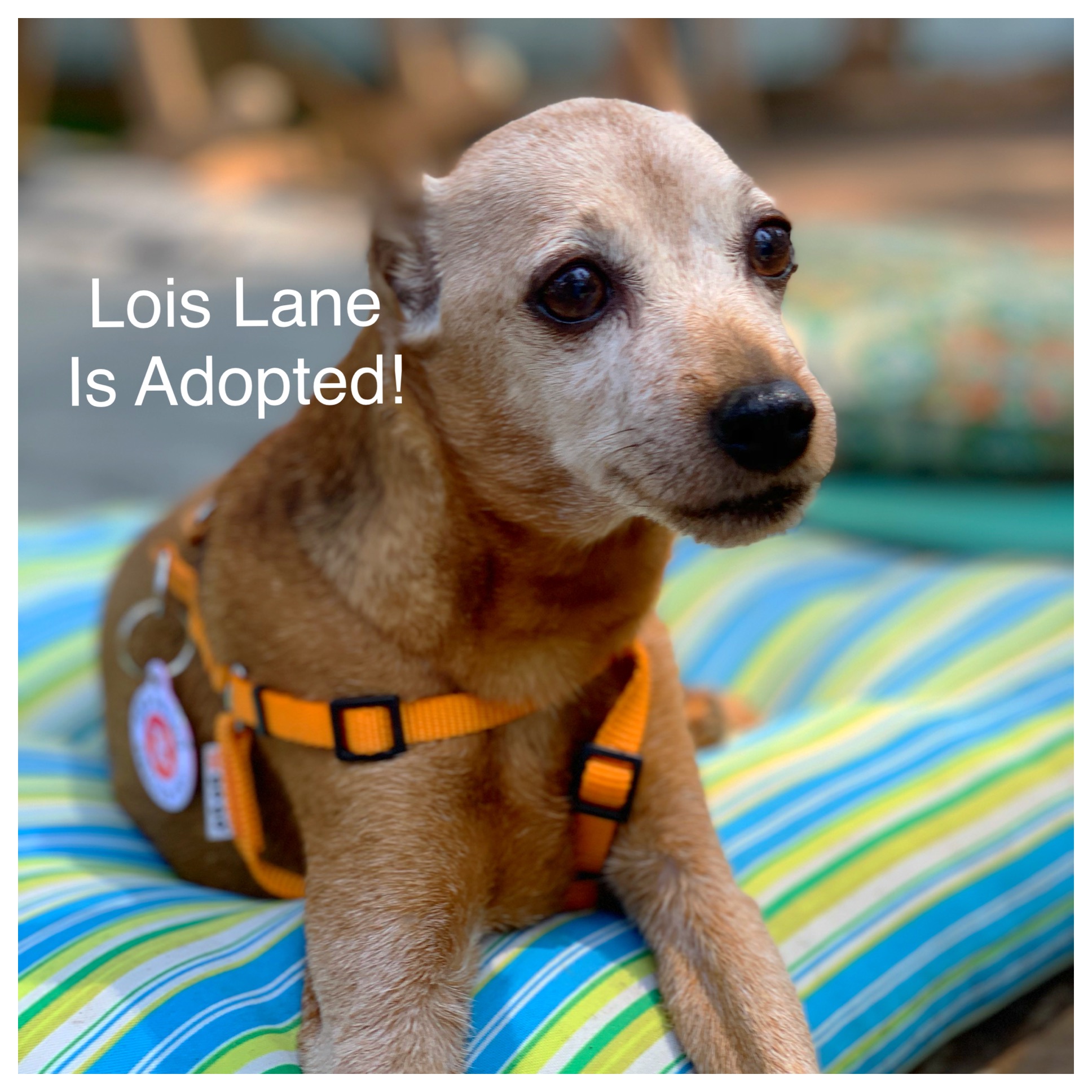 ADOPTED!!