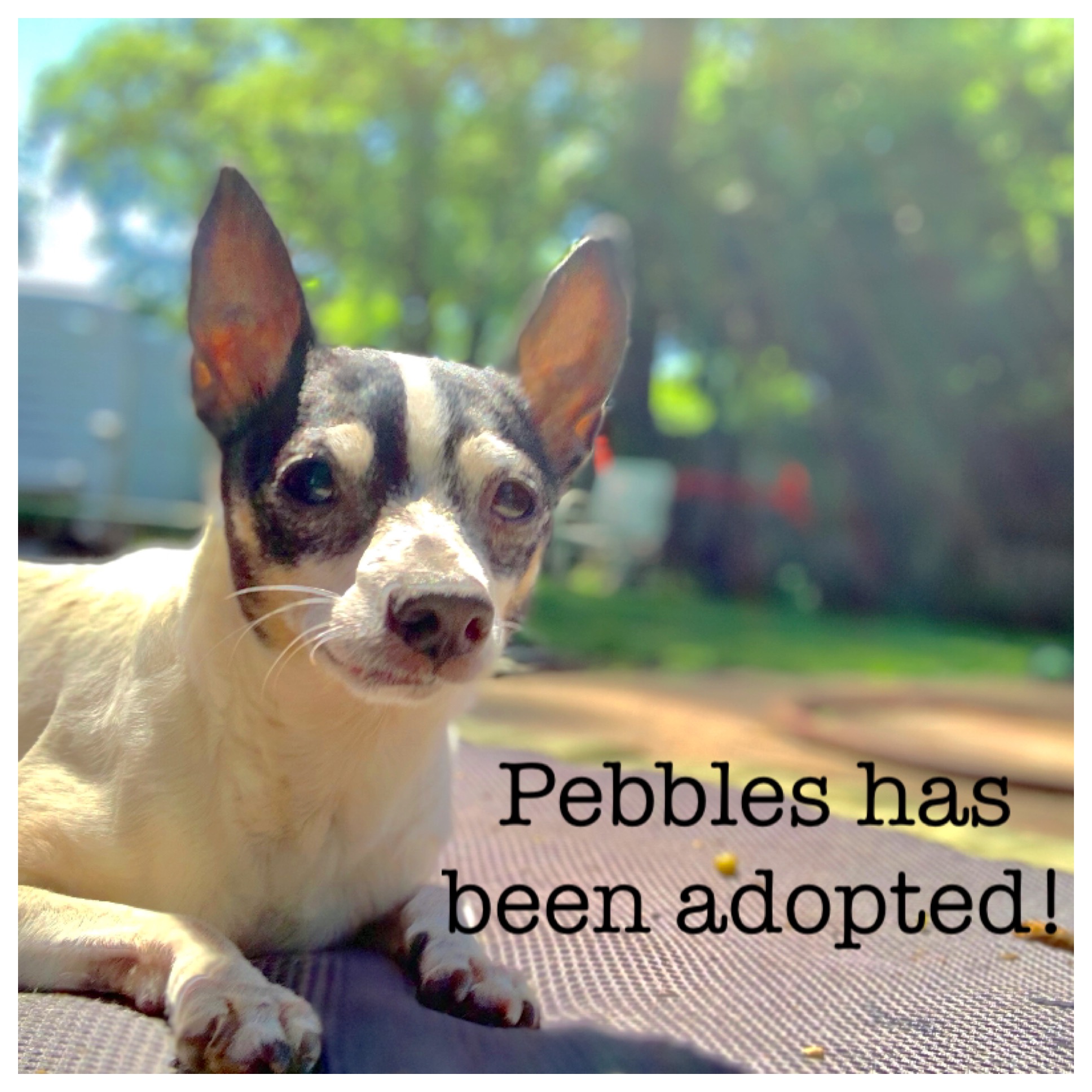 Adopted!