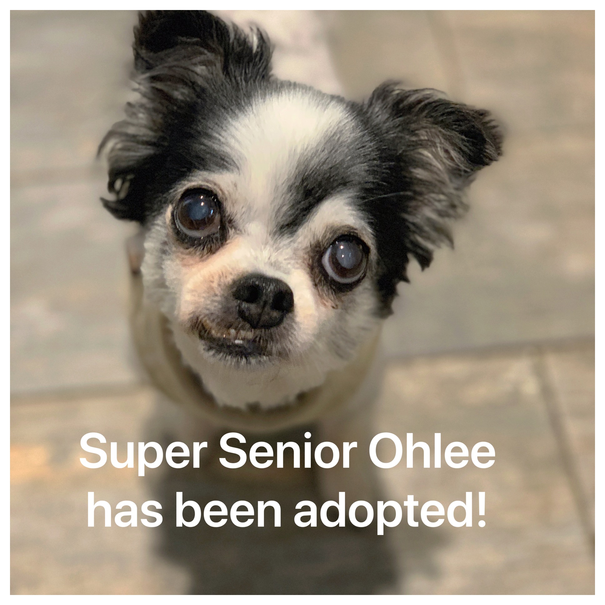 ADOPTED!