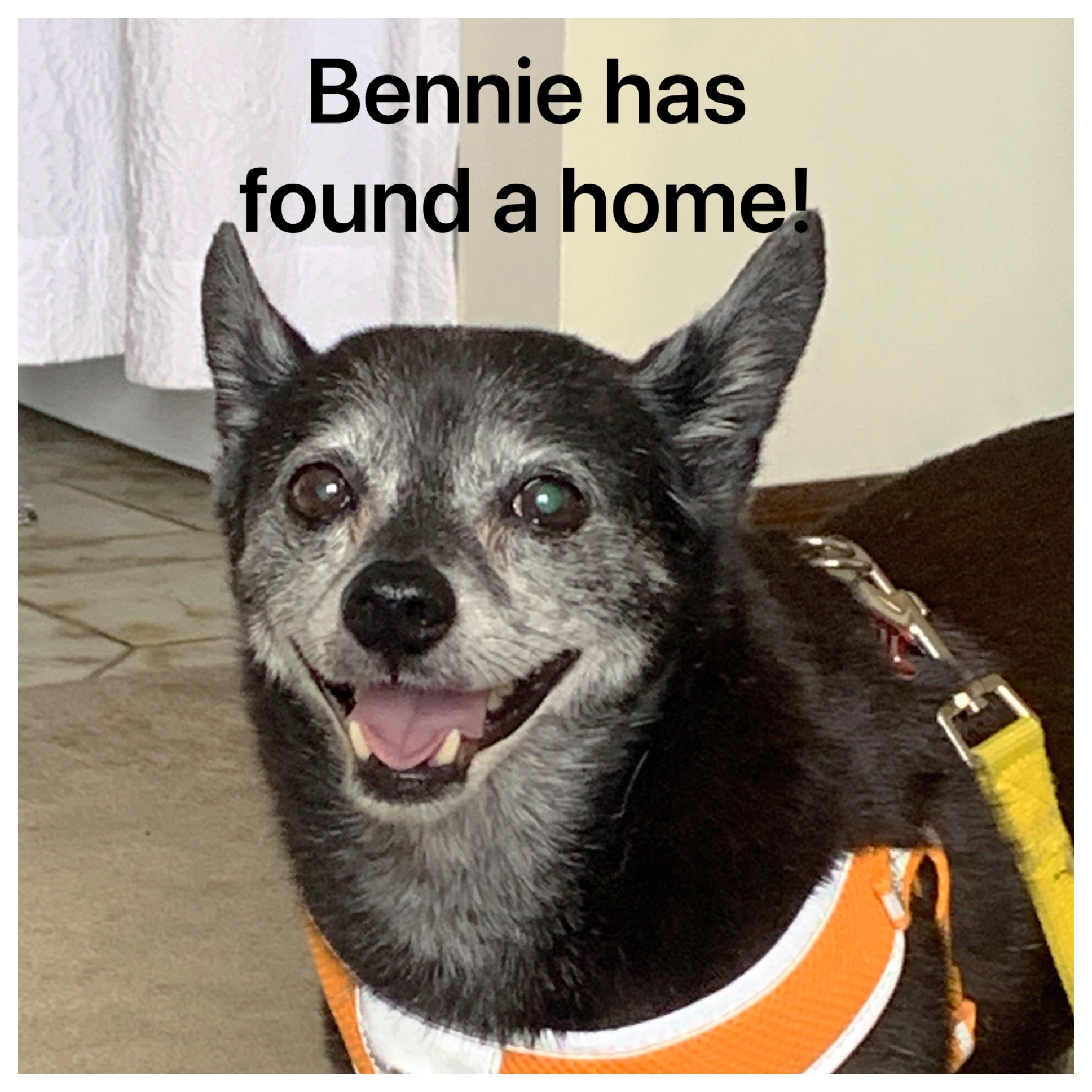 ADOPTED!