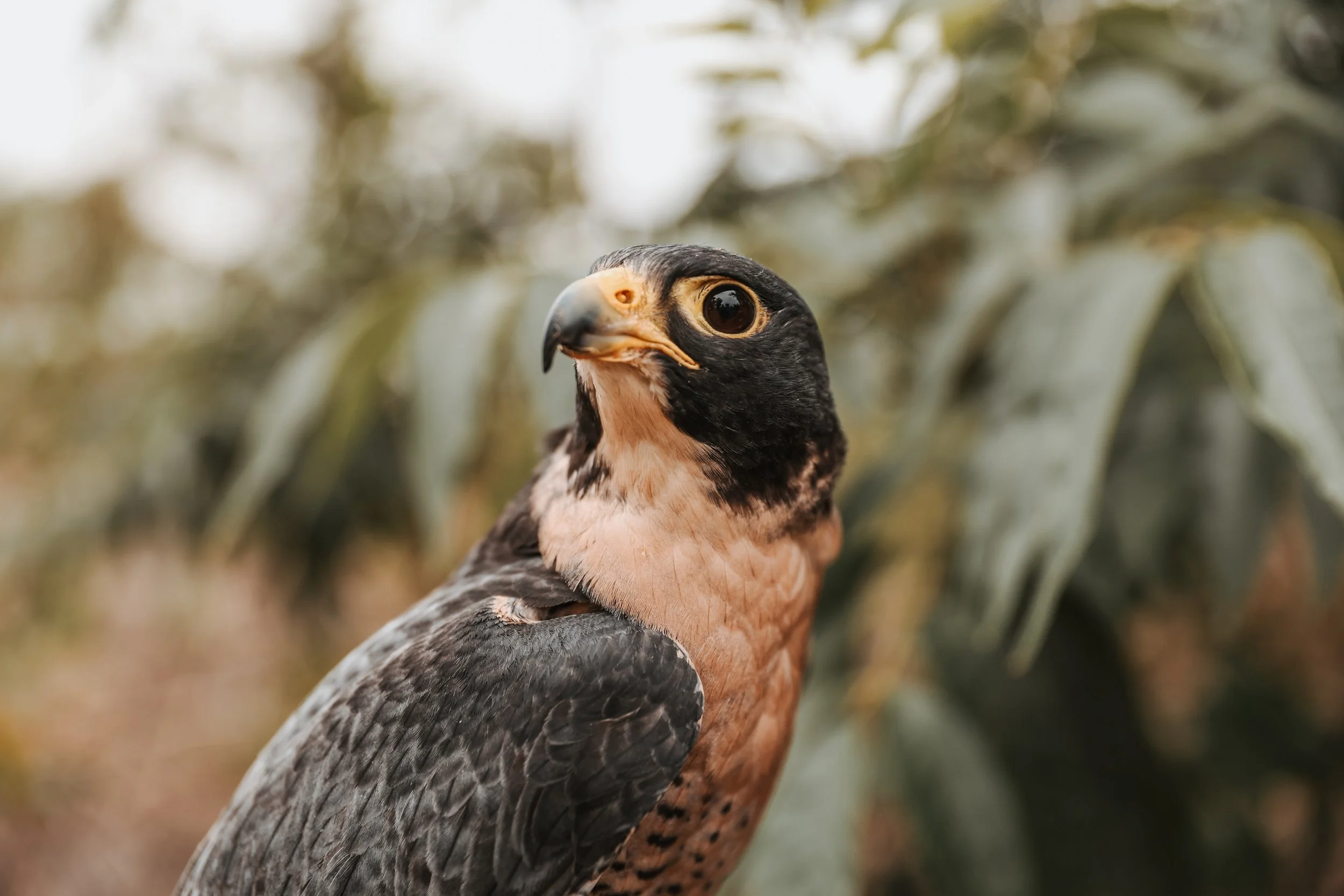 AdamsFalconryJaredSislinPhoto-65.jpg