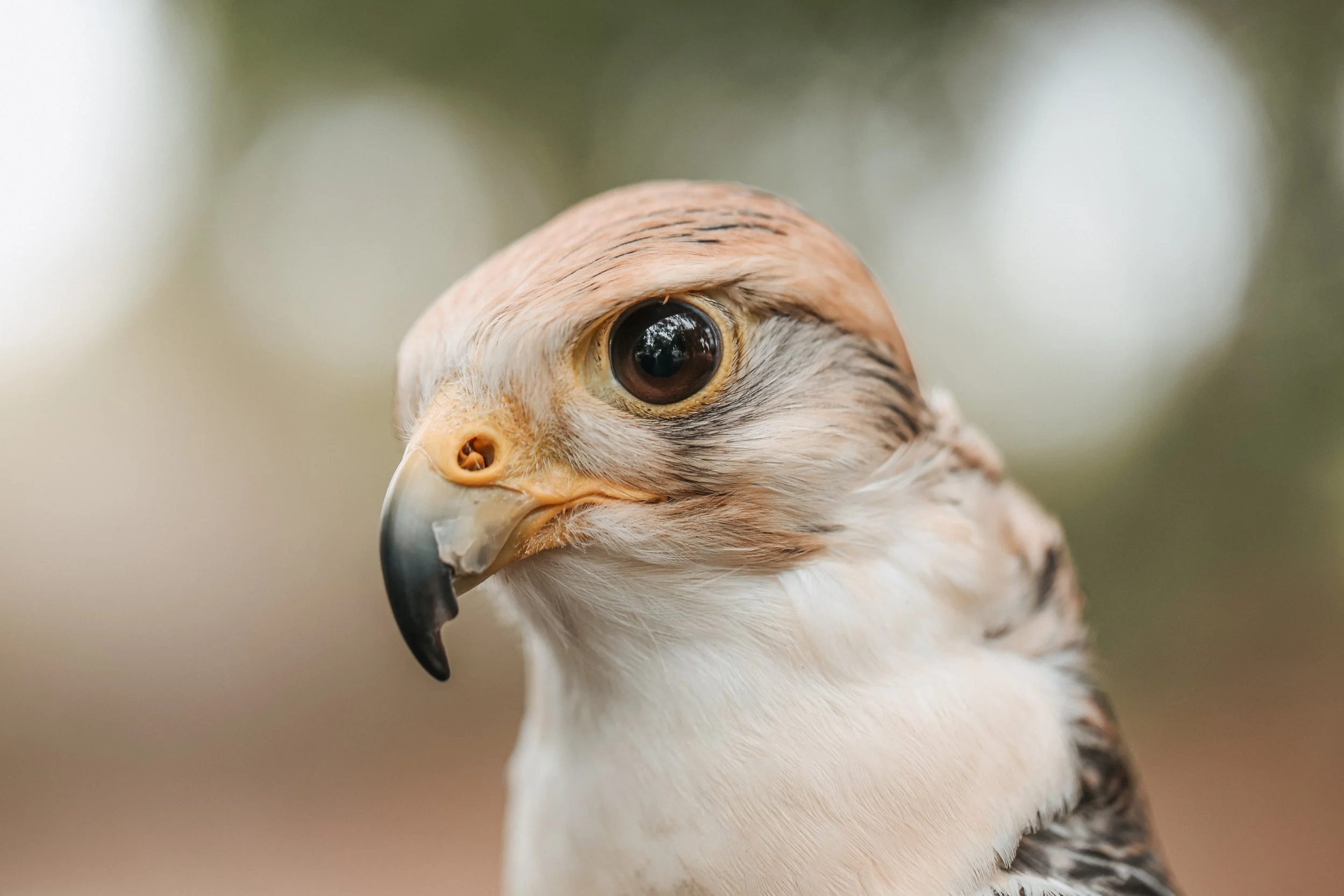 AdamsFalconryJaredSislinPhoto-46.jpg