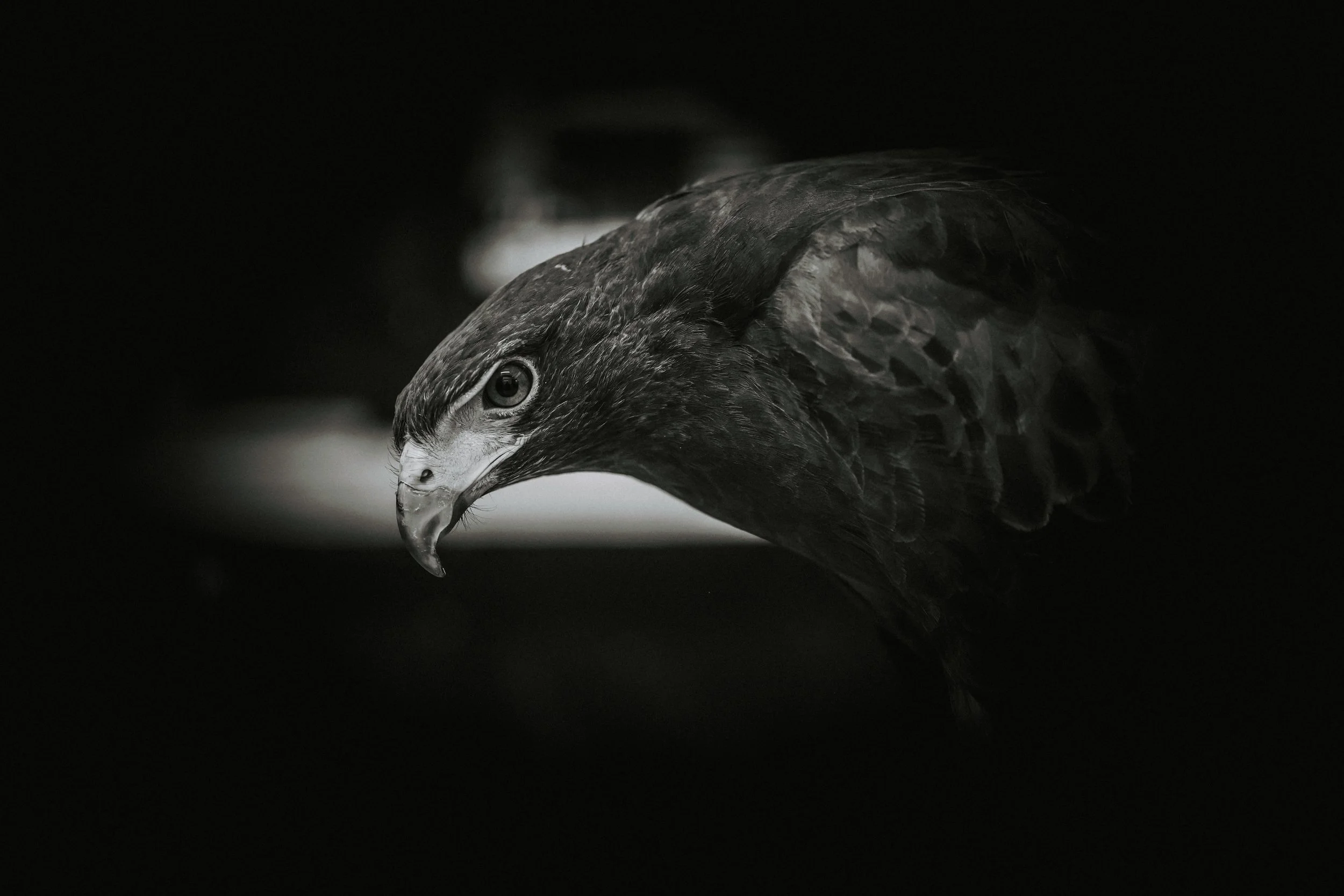 AdamsFalconryJaredSislinPhoto-1.jpg