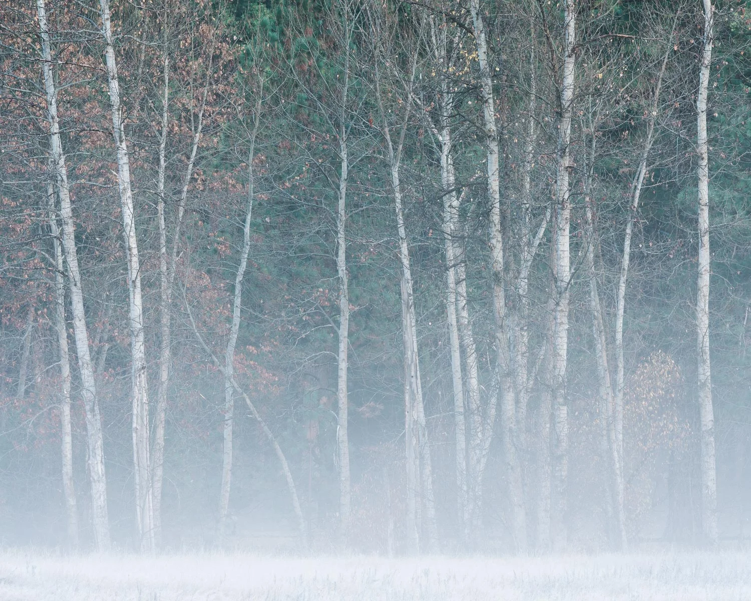 Fog in Yosemite Valley