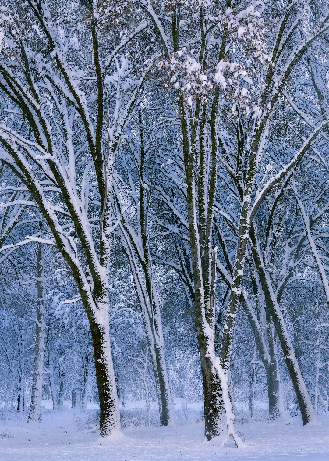 Powdered Black Oaks —See if you can spot the lone figure in the forest just behind the trees.