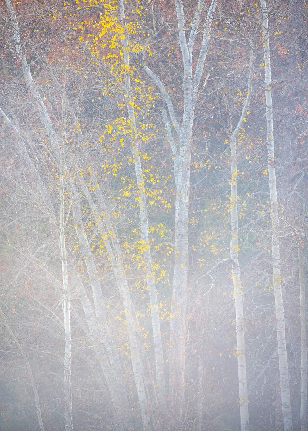 Traces of Fall