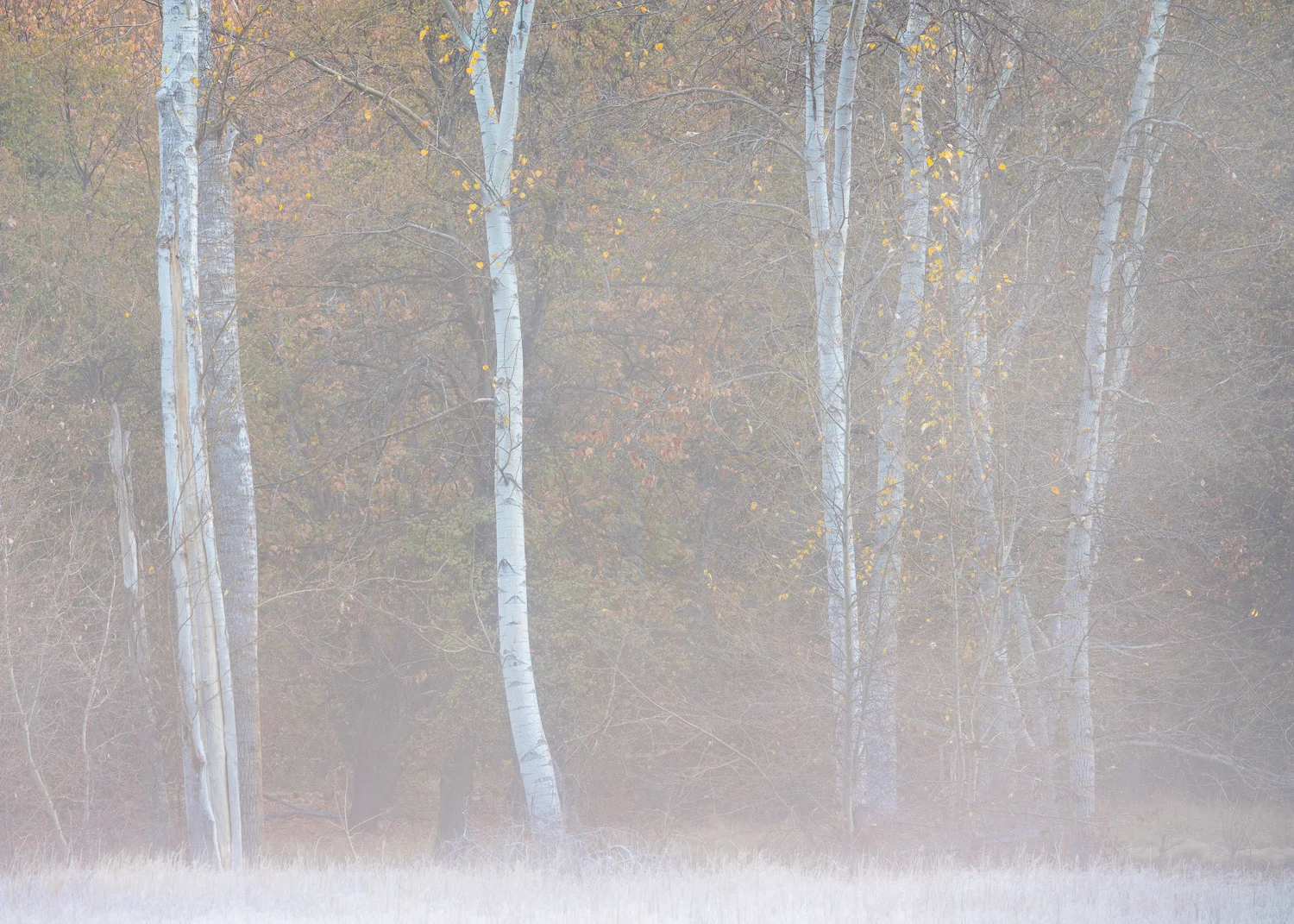 Morning Fog and Cottonwoods III