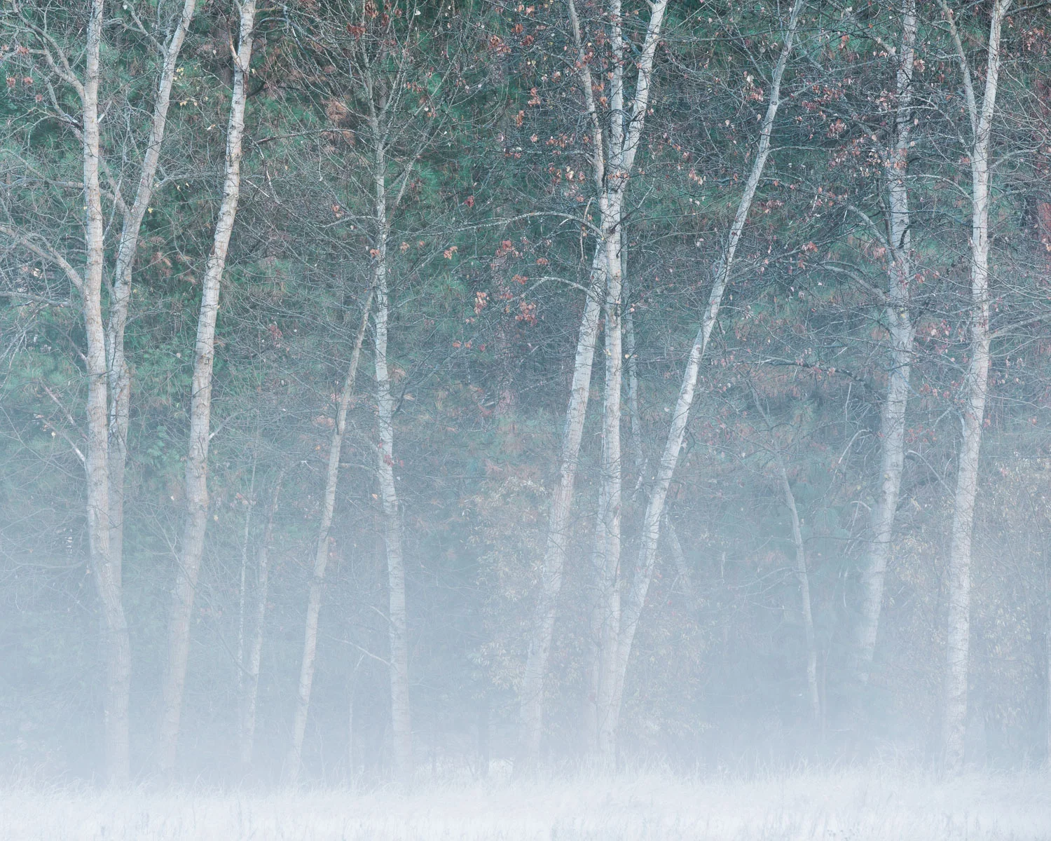 Morning Fog and Cottonwoods II