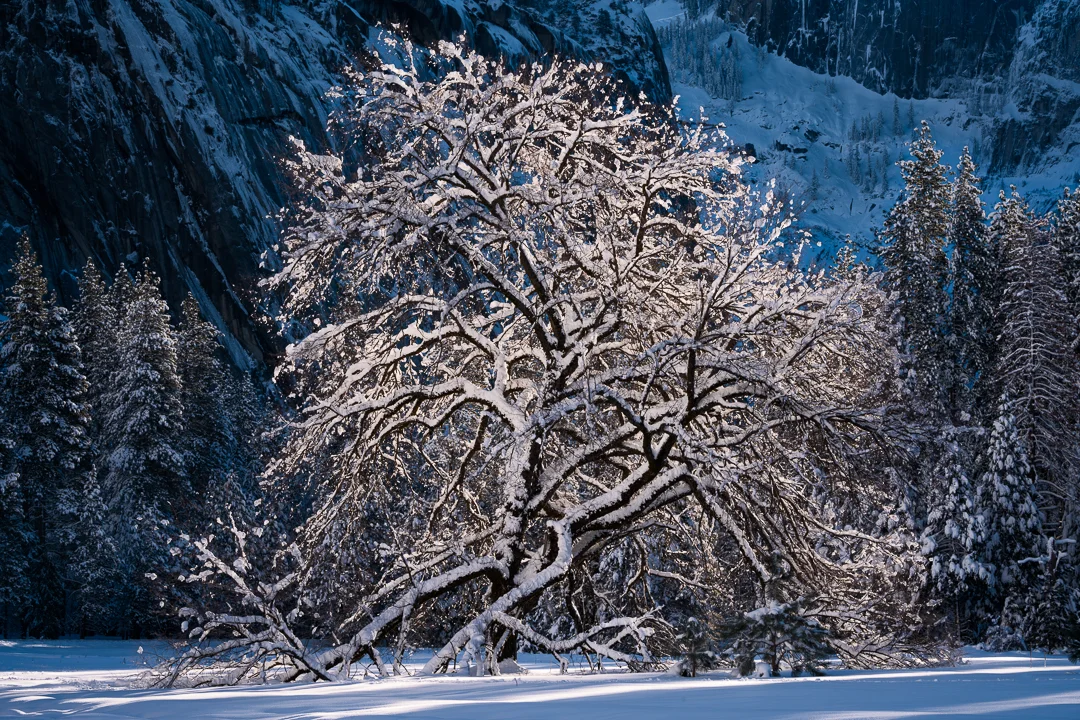 State of Grace — The famous and final Elm tree from the original mid-19th Century planting in Cook’s Meadow, resplendent in the first light of morning after a heavy snowfall.