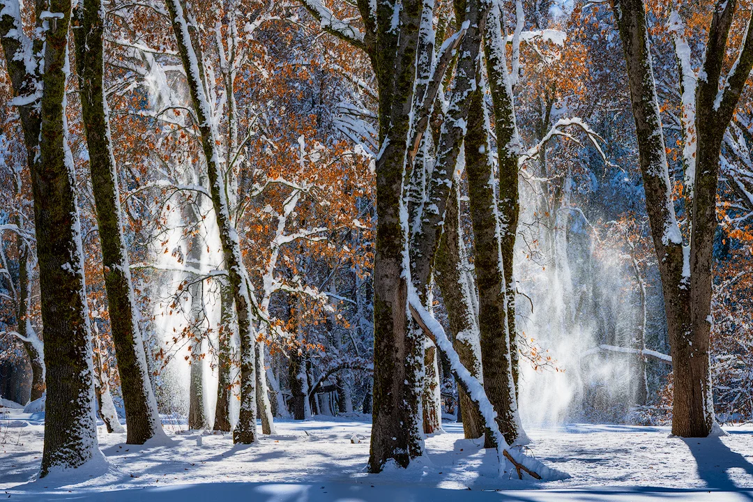 Spirits of the Forest — Afternoon sun striking heavy snow on the branches of these Black Oaks produced quite a show, sending curtains of backlight powder to the ground.