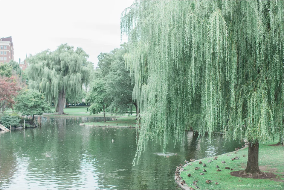 meredith_jane_photography_film_cape_cod_boston__common_public_garden_engagement_wedding_photographer_photo_0561