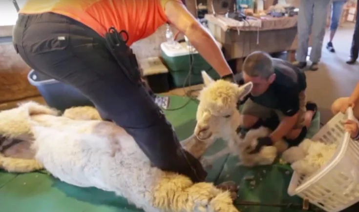 DyeFeltOrSpin shearing day