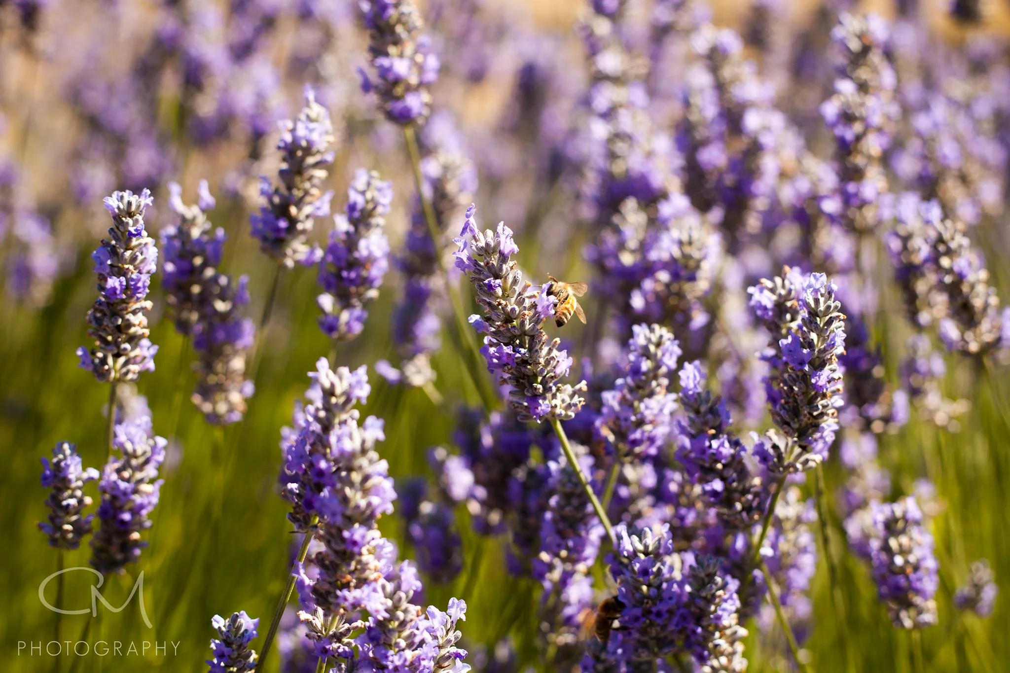 lavendar.jpg