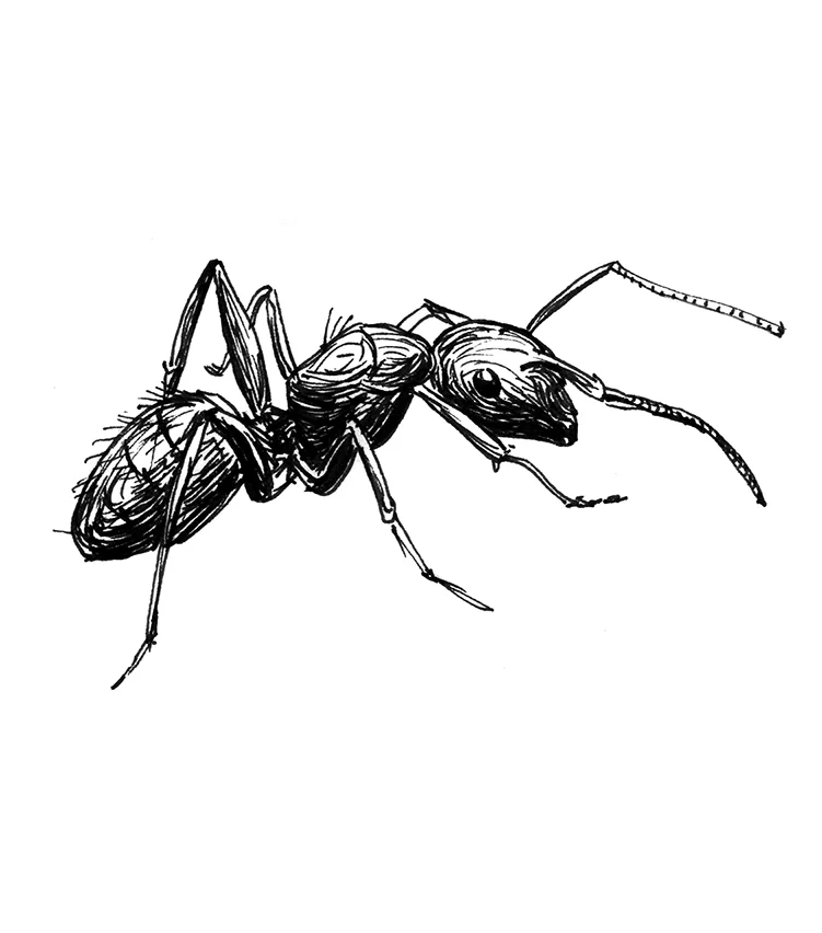 "Ant." ink, 2x3"