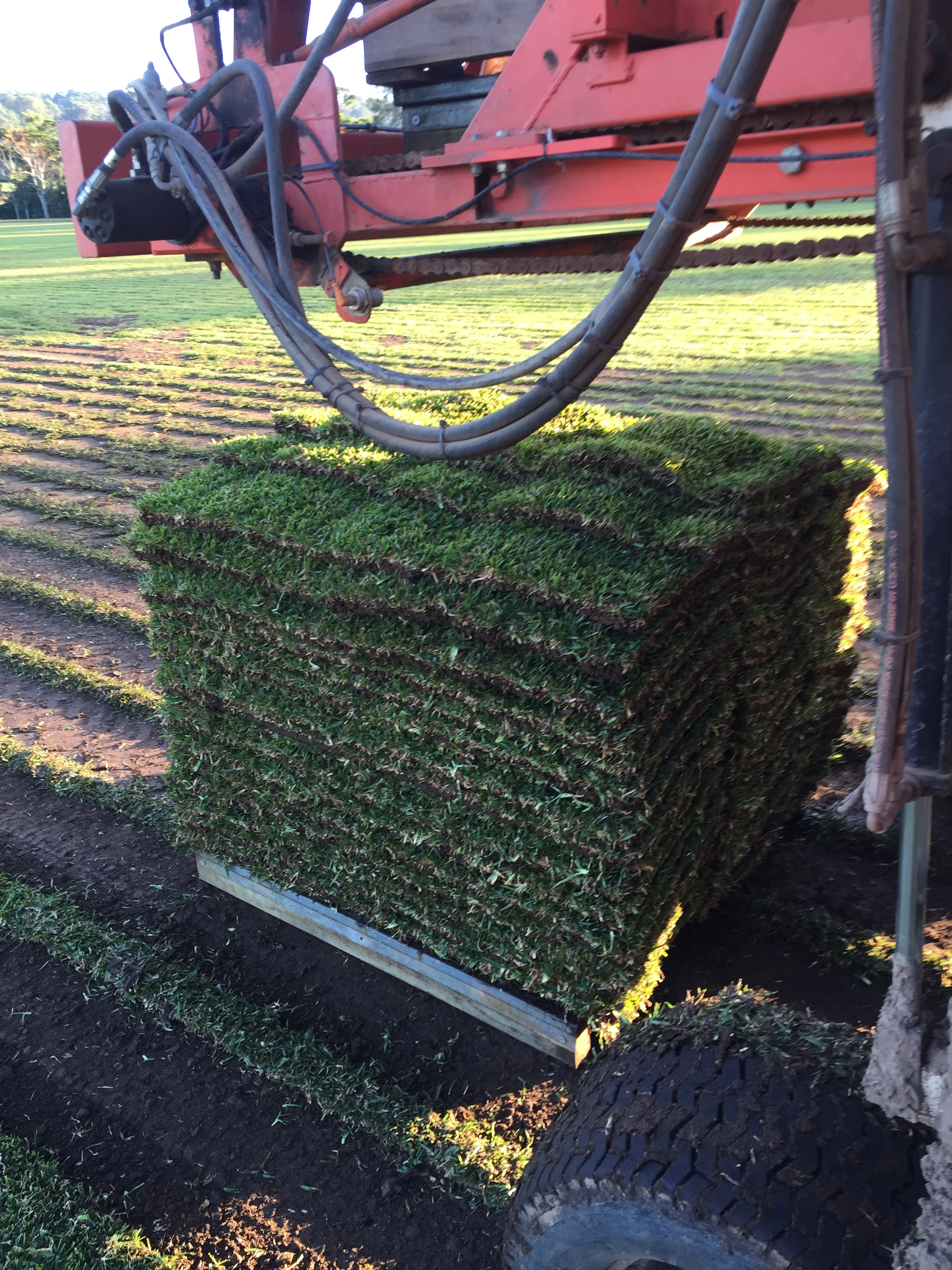 bigstock-Pile-Of-Grass-Rolls-4437941.jpg