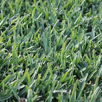 sir-walter-grass.jpg