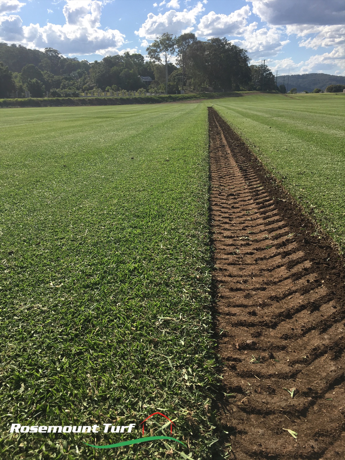 Sir Walter DNA Certified Buffalo Grass Harvest Line