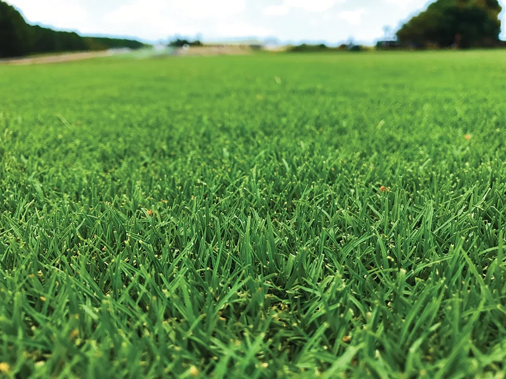 tftuf-grass.jpg