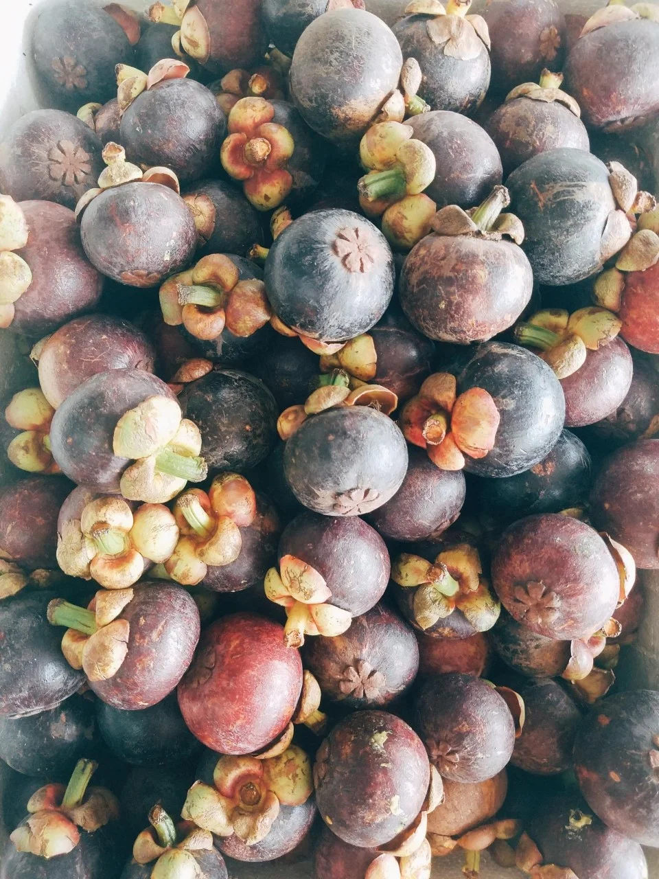 Mangosteen